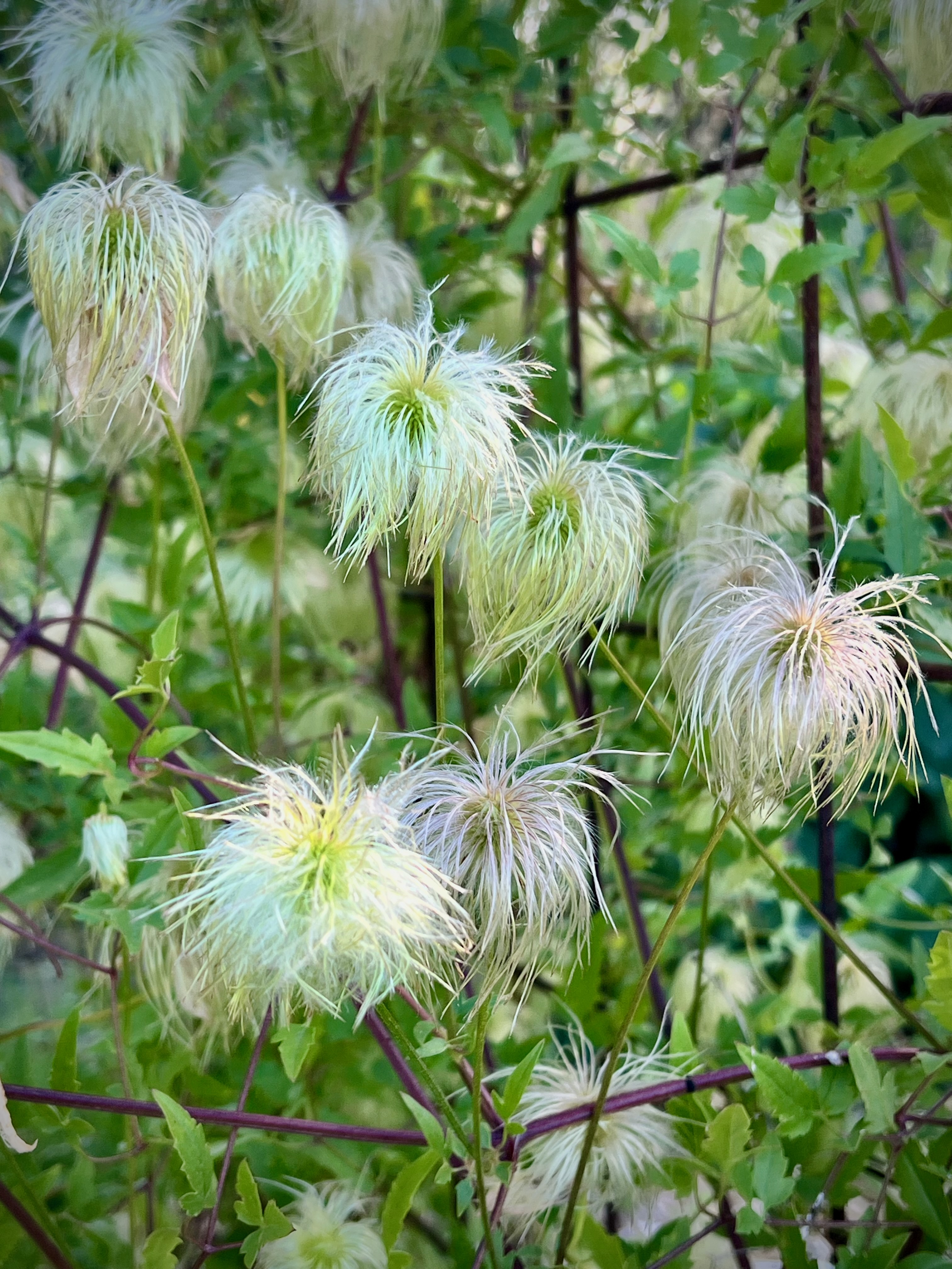 CLEMATIS tangutica