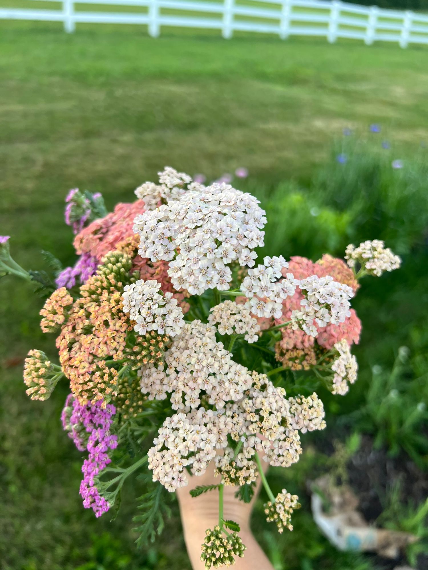ACHILLEA millefolium Summer Berries