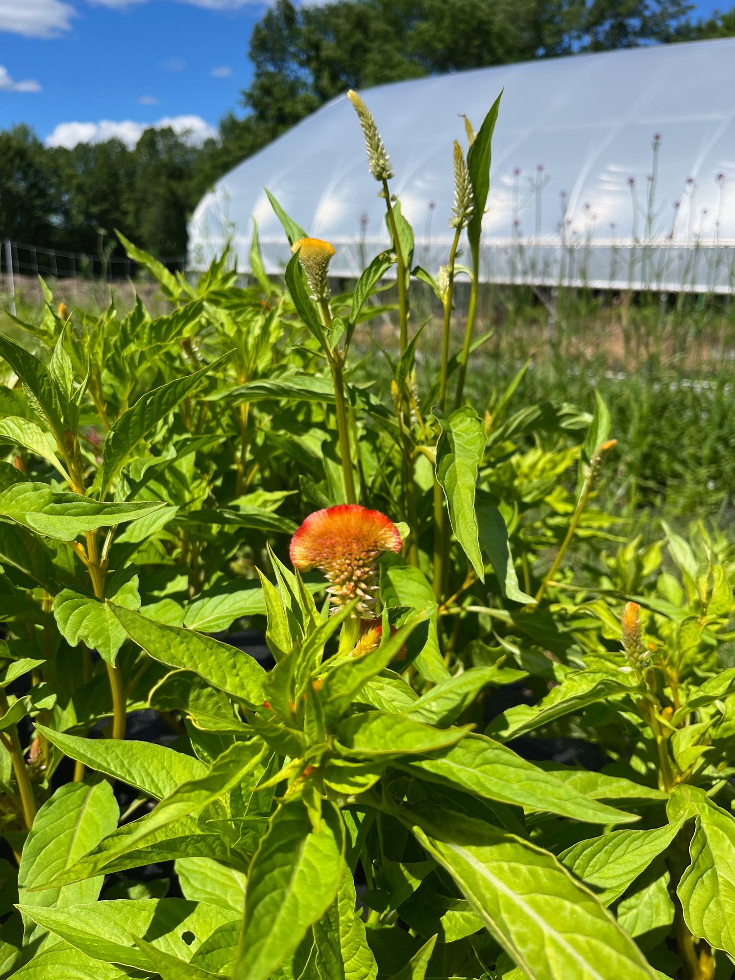 CELOSIA argentea var. plumosa Coral Reef
