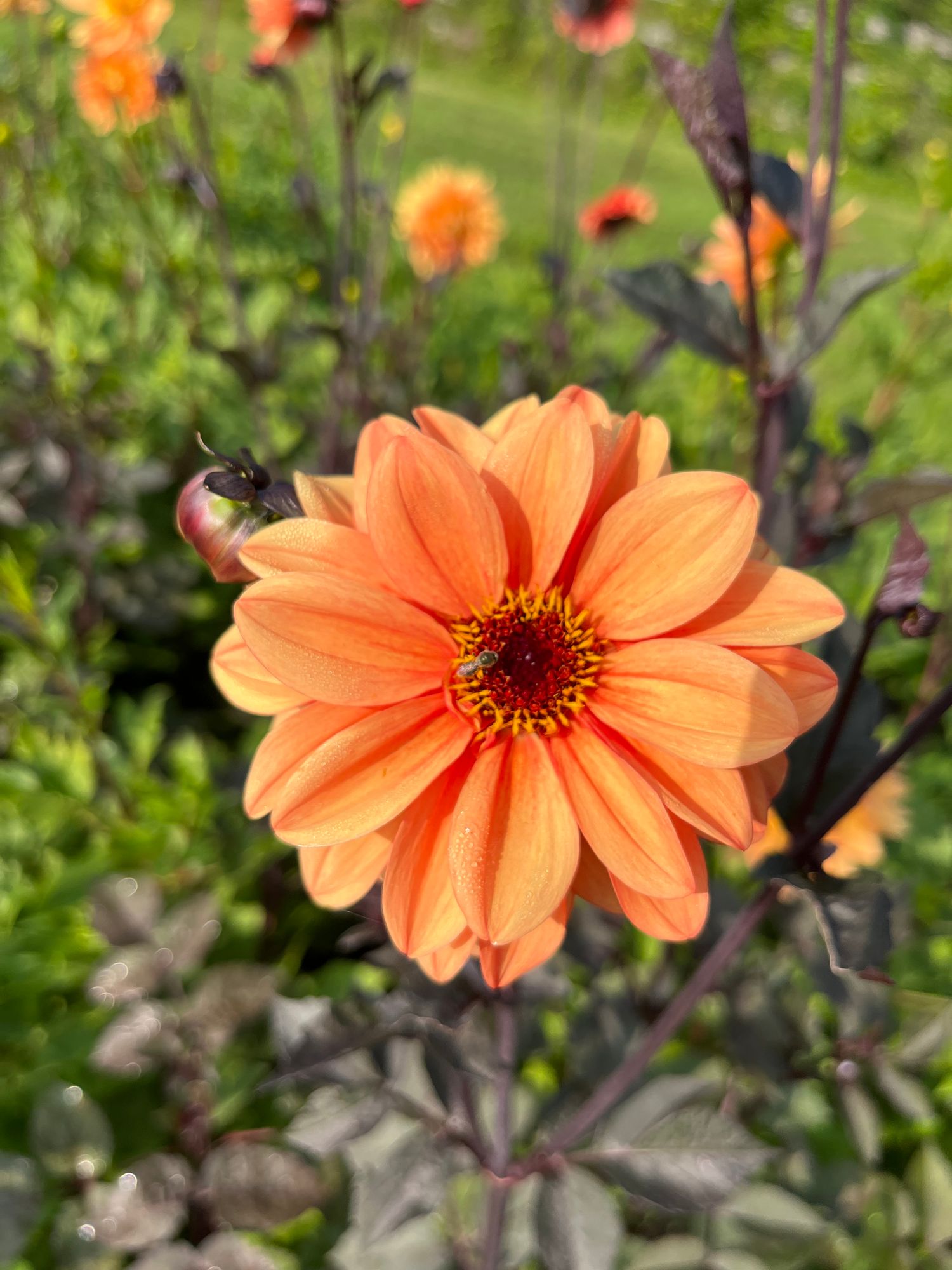 DAHLIA