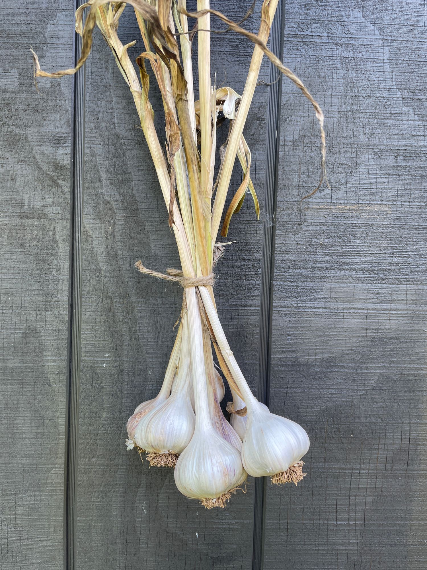 Heirloom Garlic 'Asian Tempest'