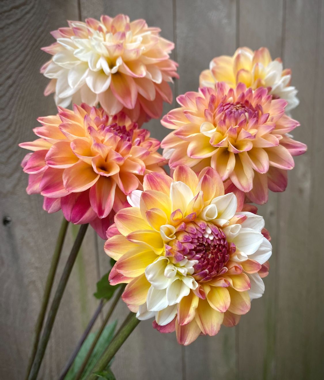 DAHLIA Ball