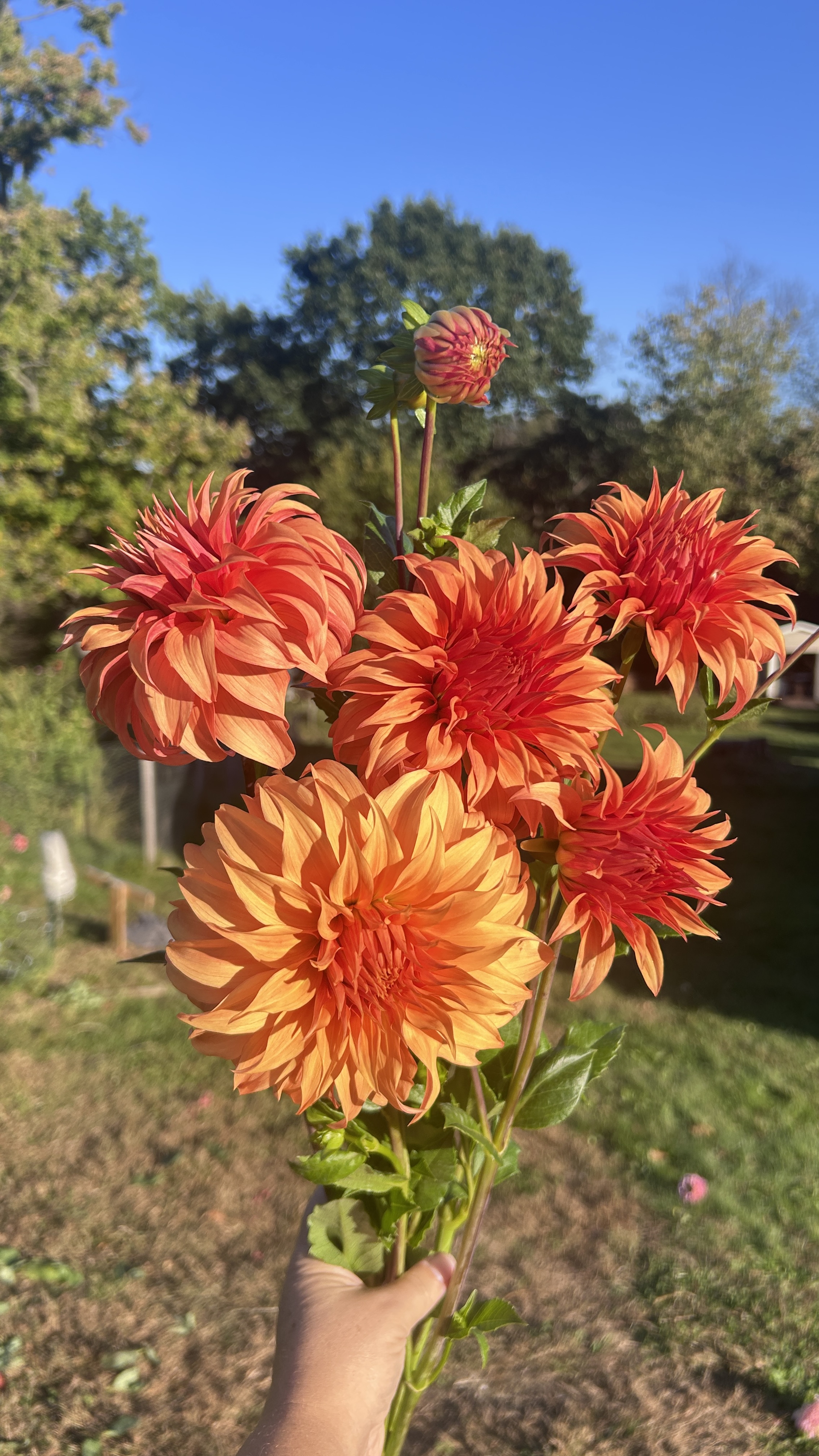DAHLIA Bloomquist Jean