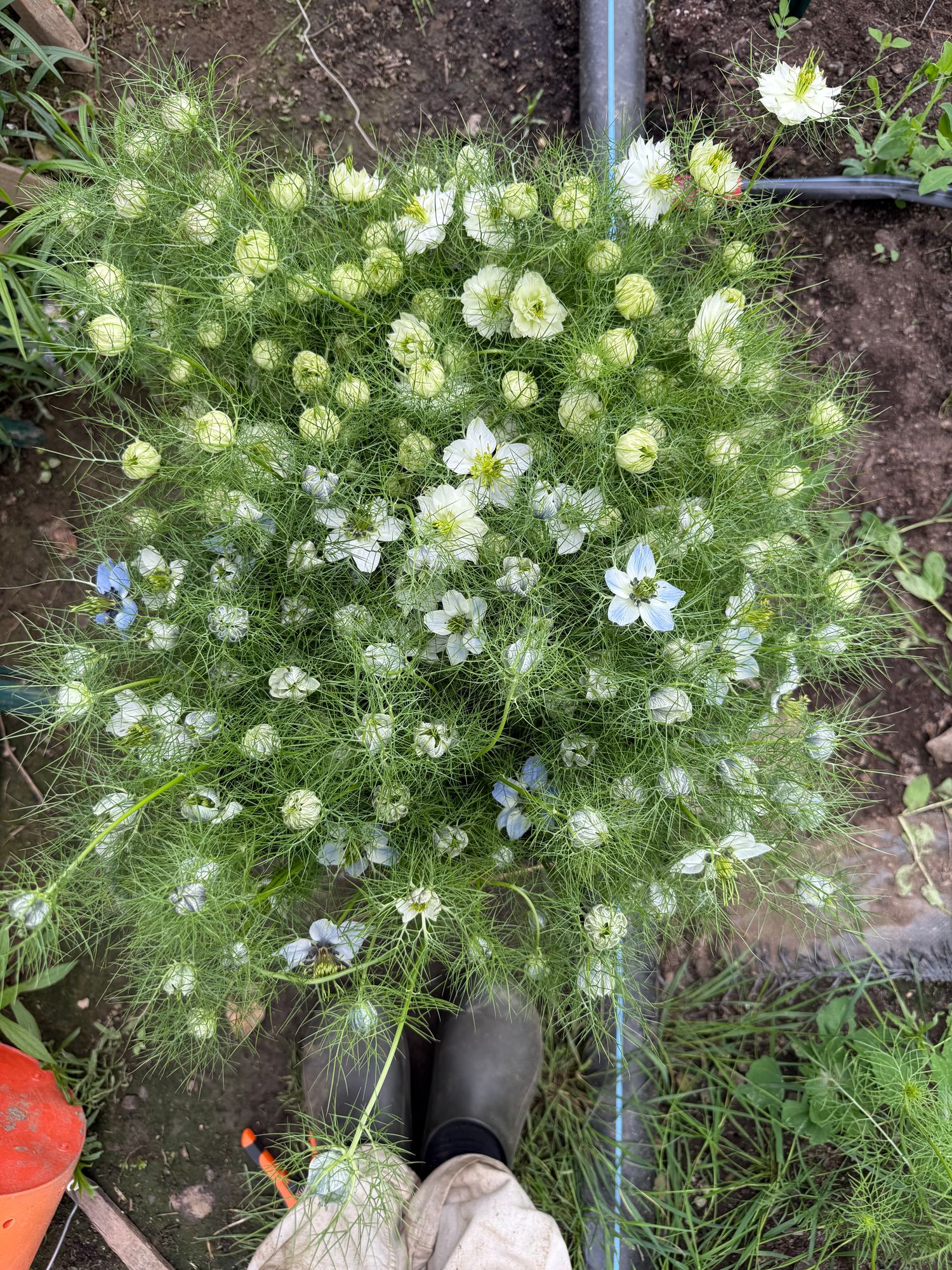 NIGELLA