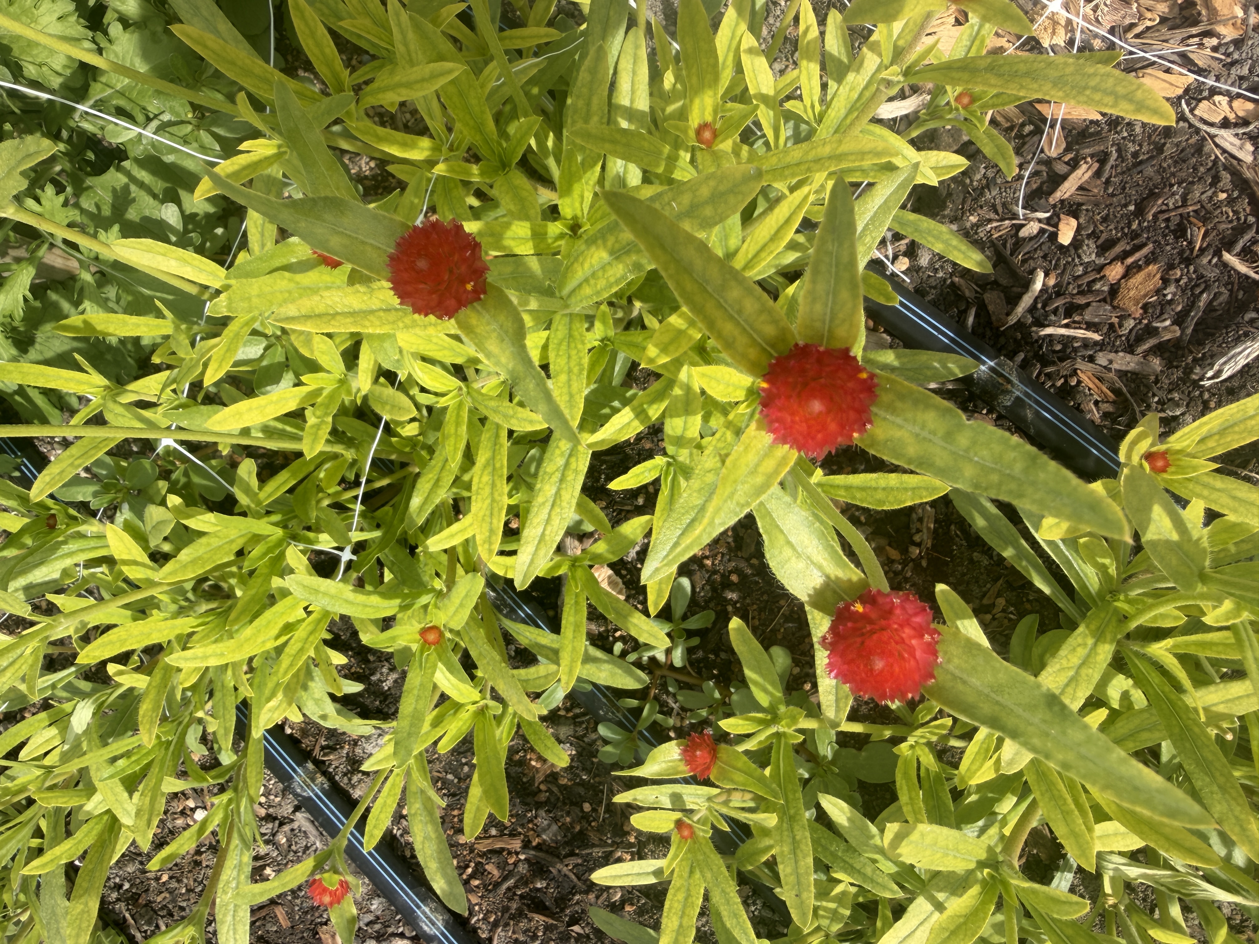 GOMPHRENA haageana Strawberry Fields