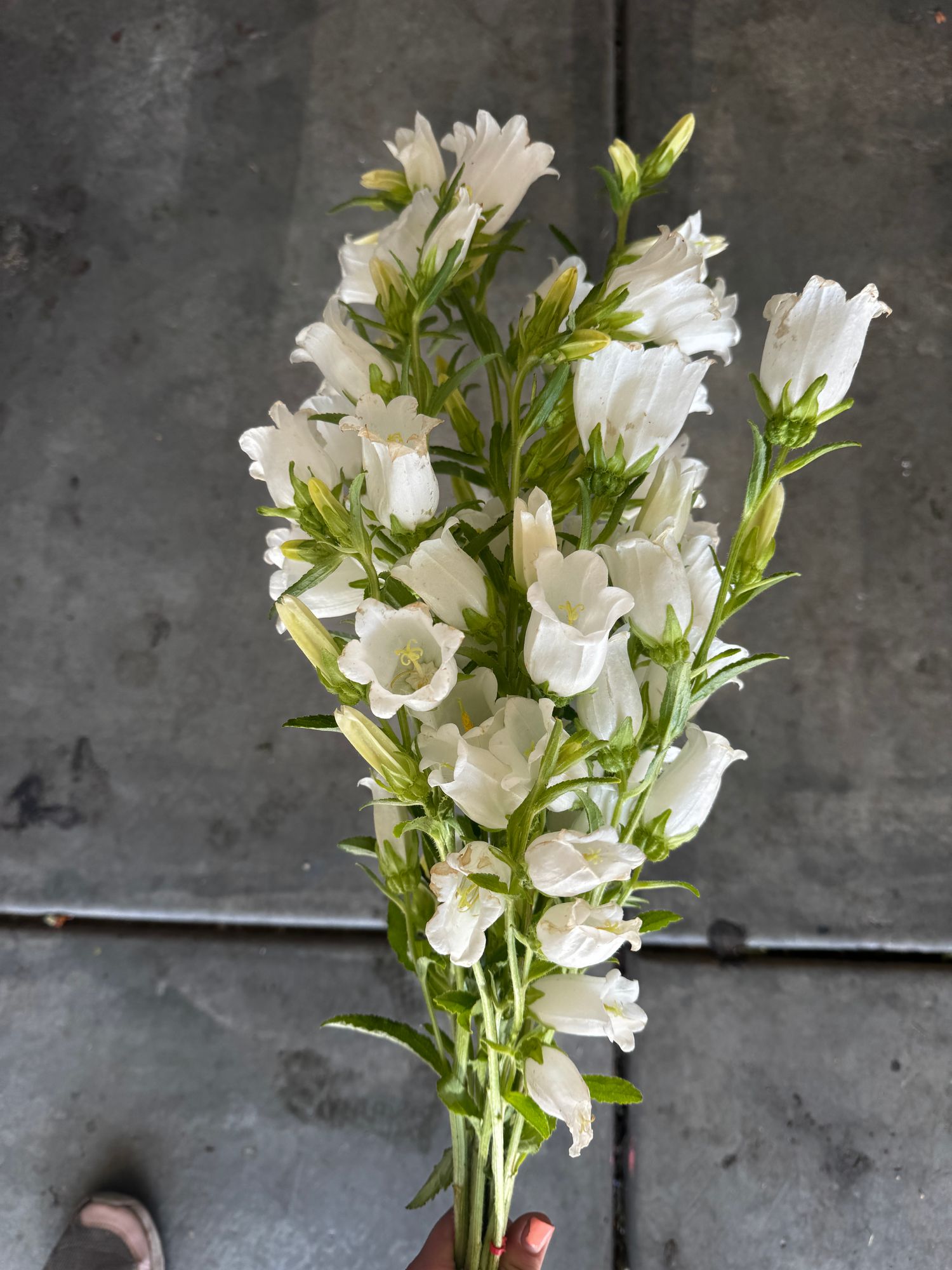 CAMPANULA medium Champion