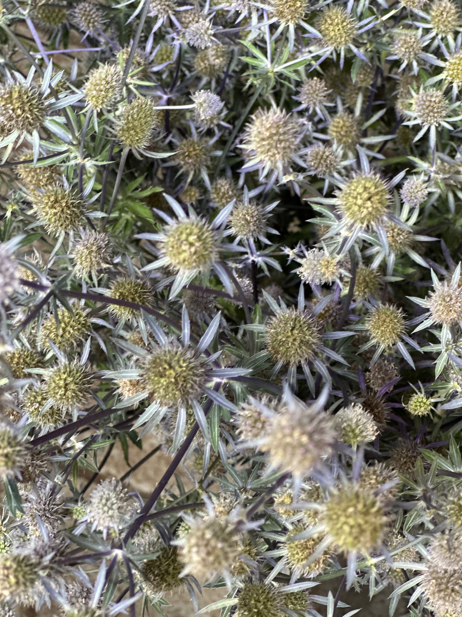 ERYNGIUM agavifolium