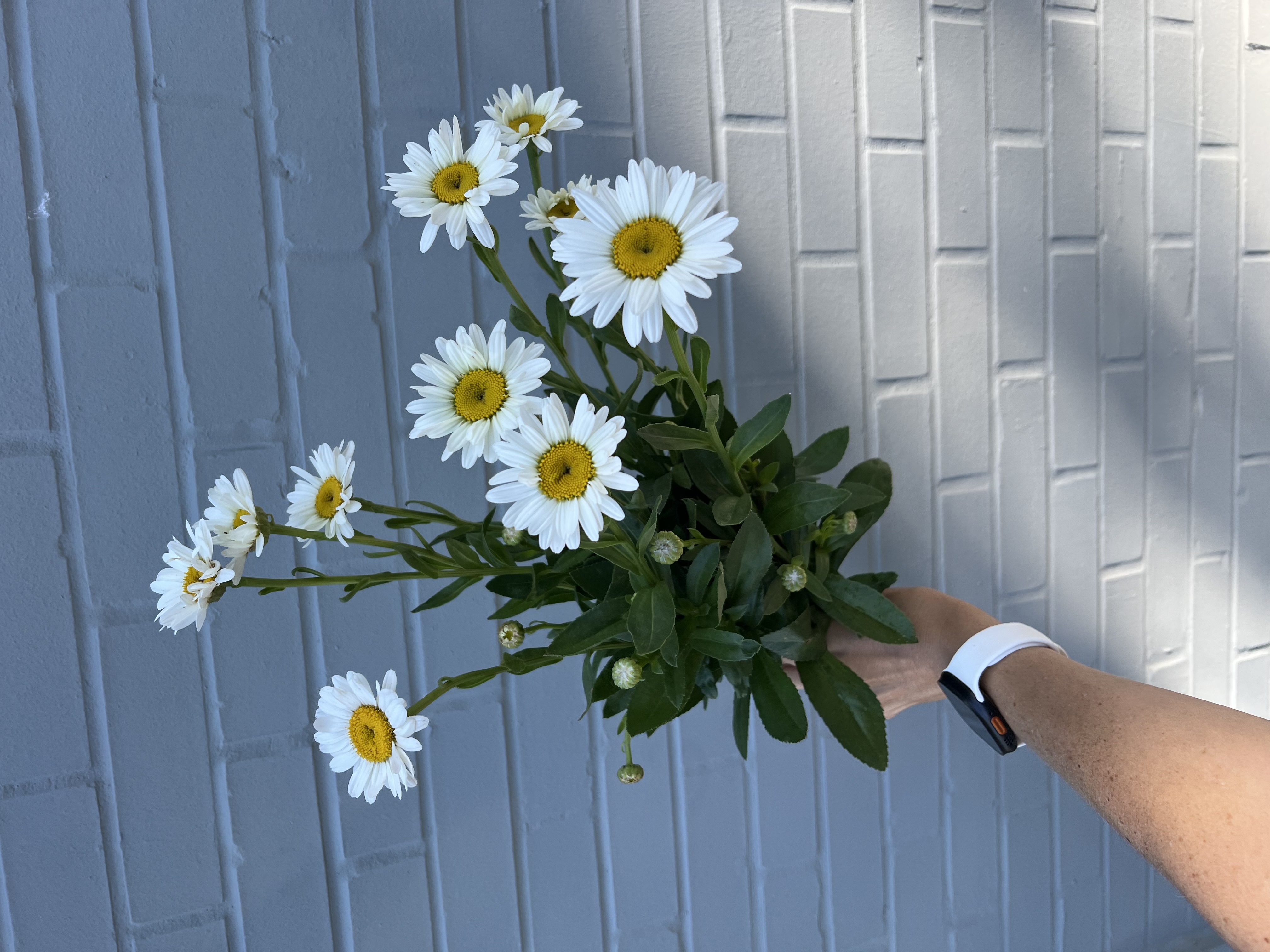 LEUCANTHEMUM x superbum Crazy Daisy
