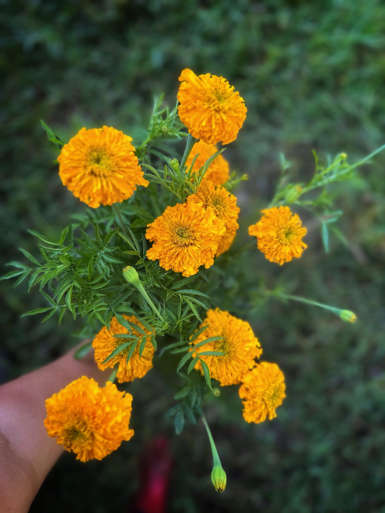 TAGETES erecta