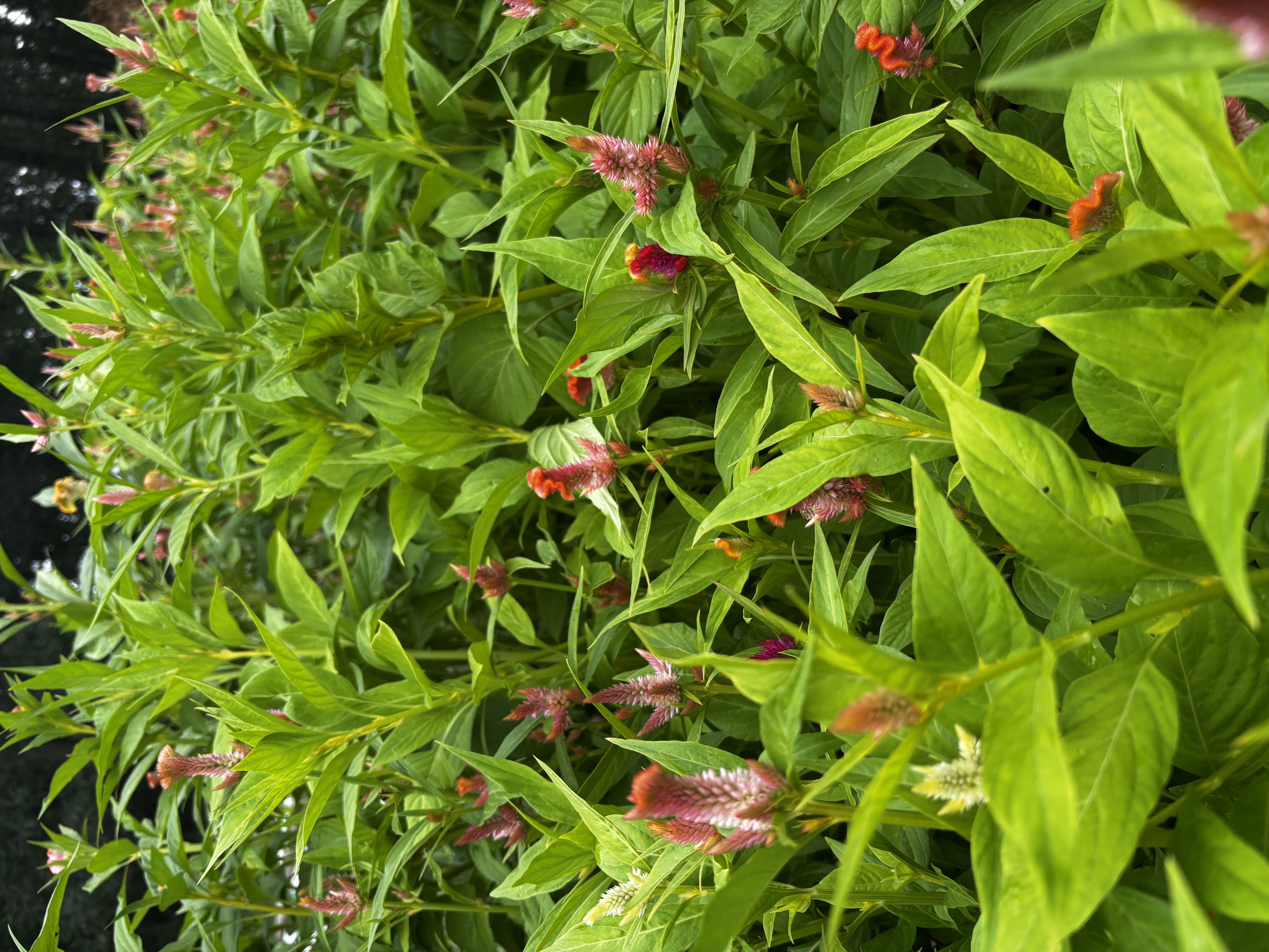 CELOSIA argentea