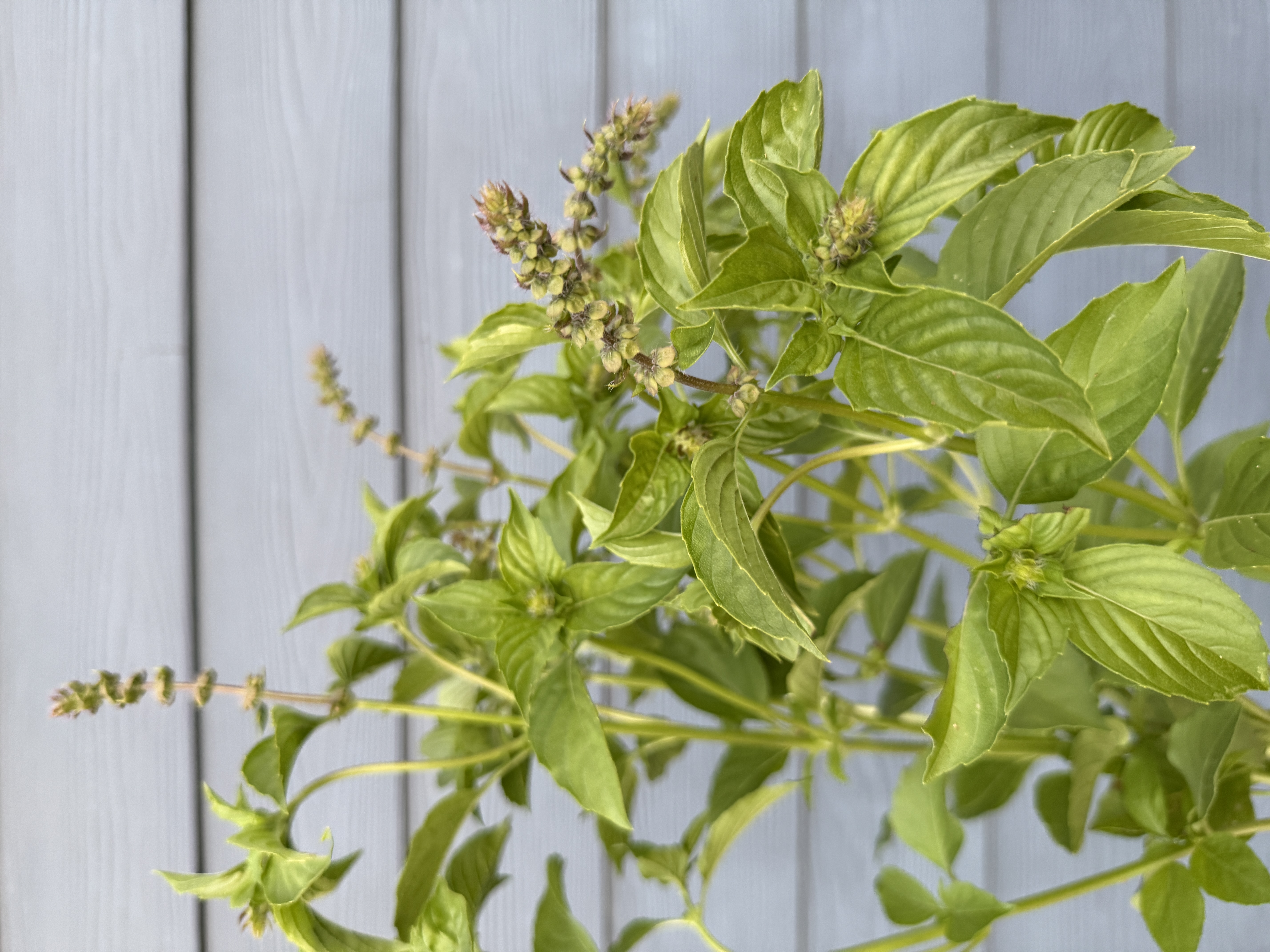 OCIMUM basilicum Citriodora