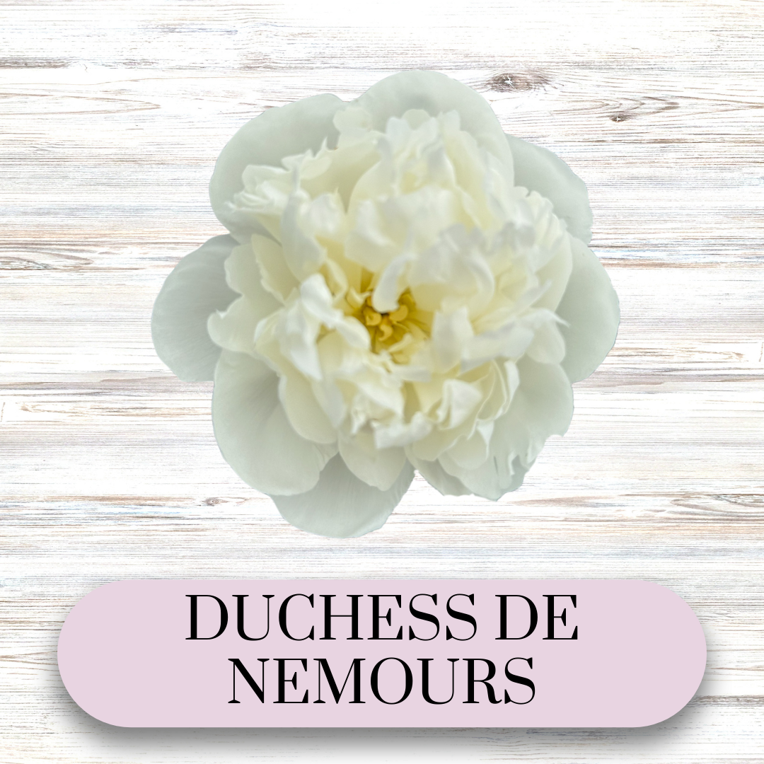 PAEONIA lactiflora Duchesse De Nemours