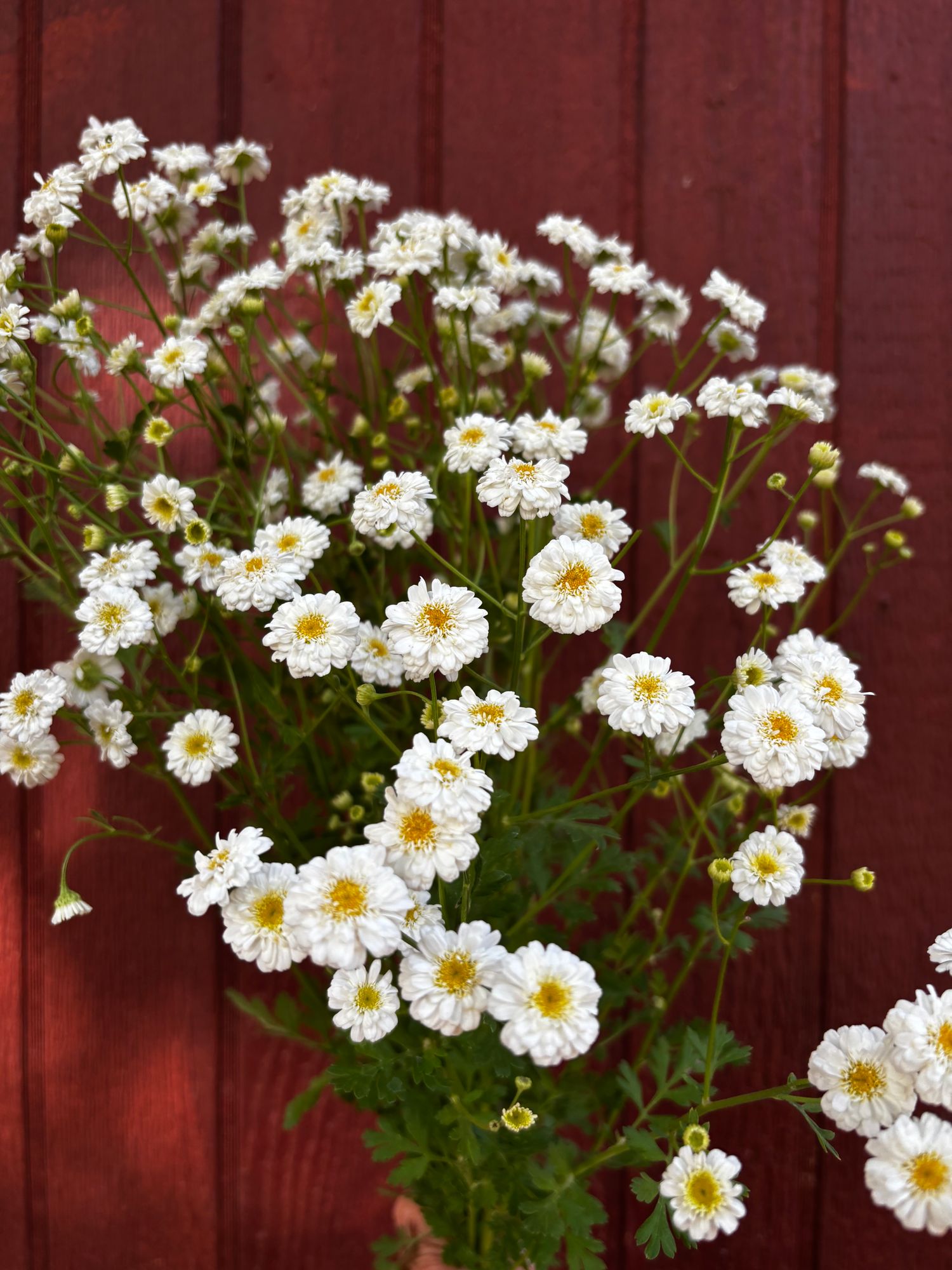 TANACETUM parthenium Tetra
