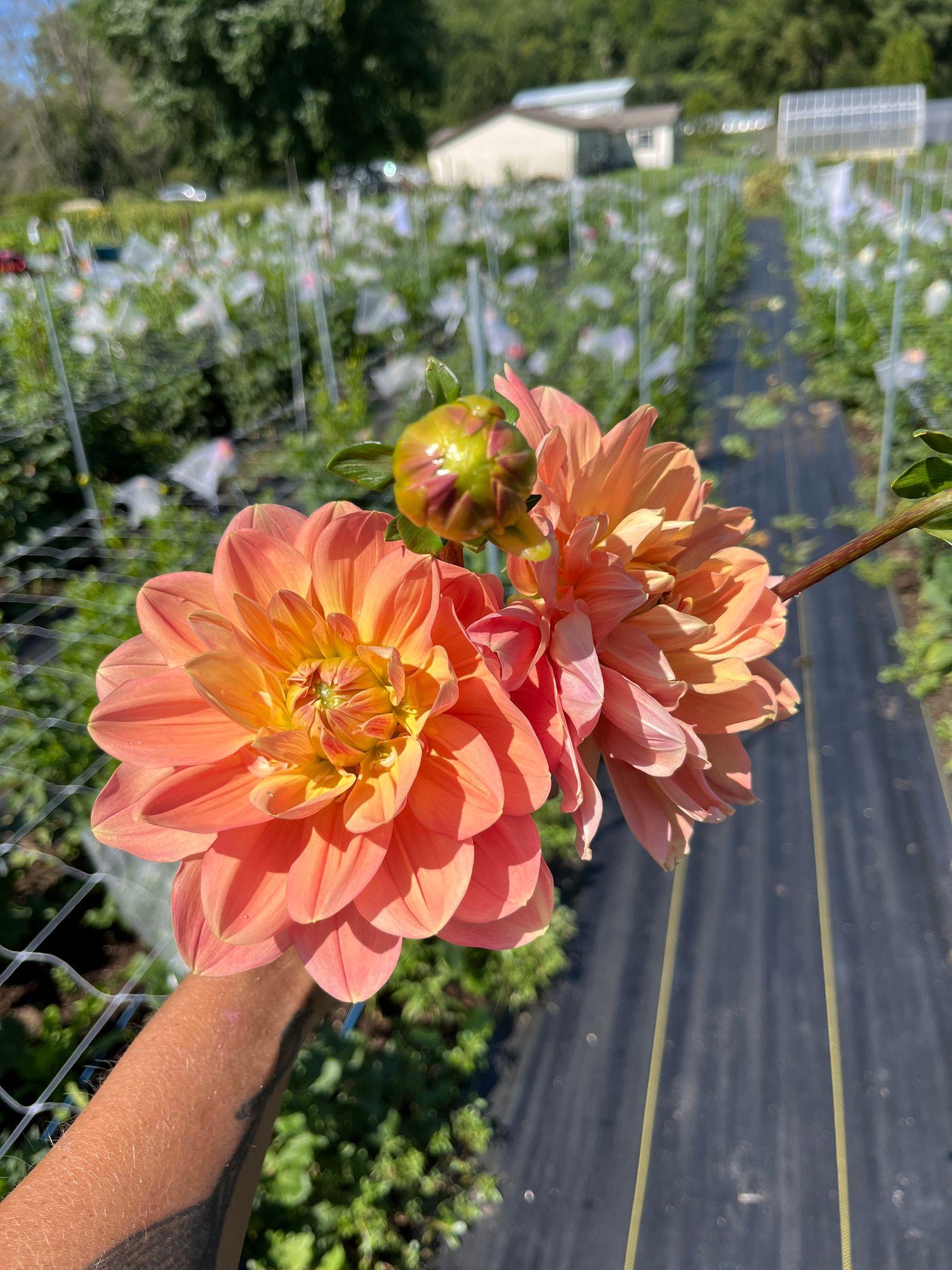 DAHLIA My Forever