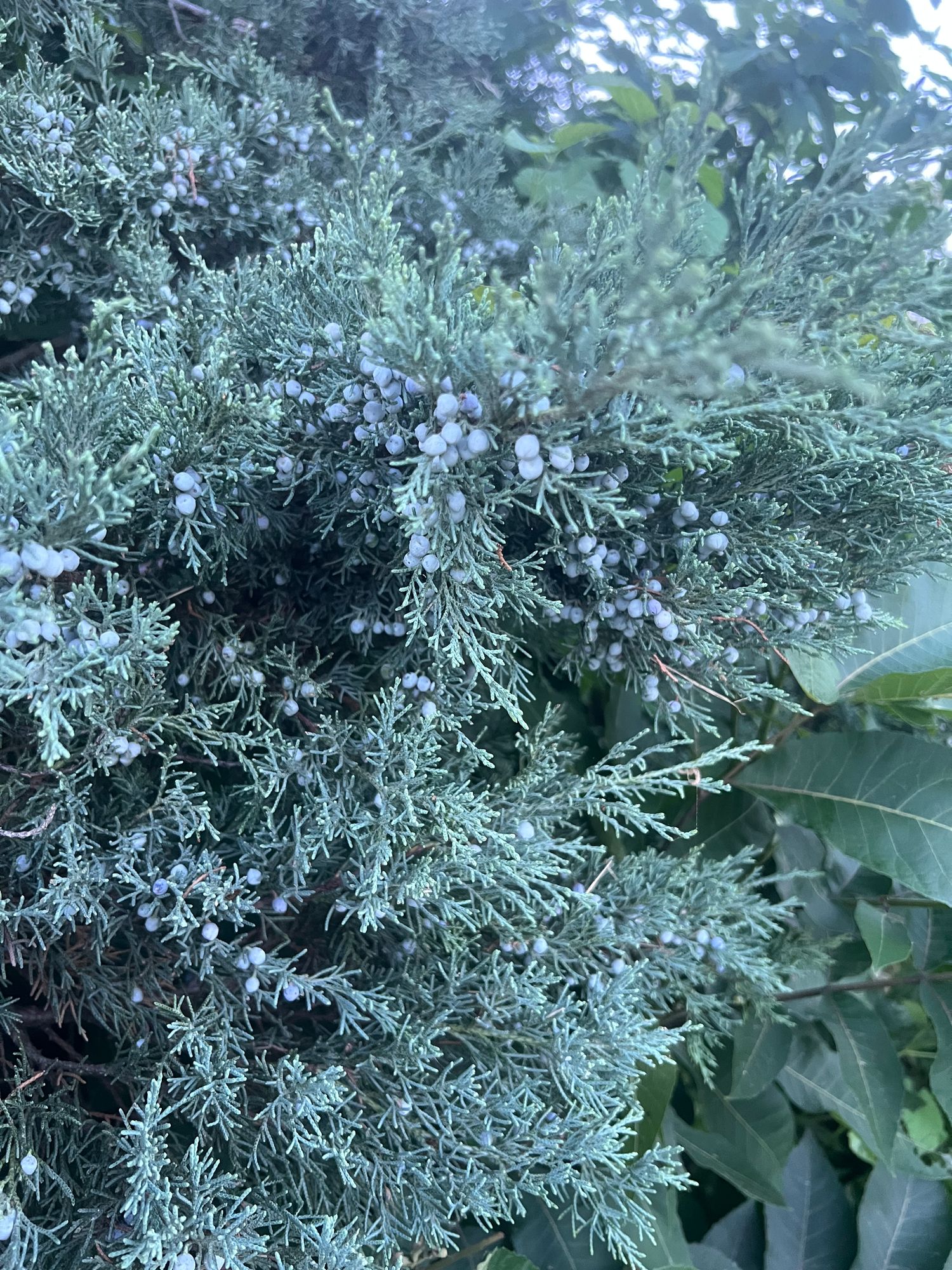 JUNIPERUS communis