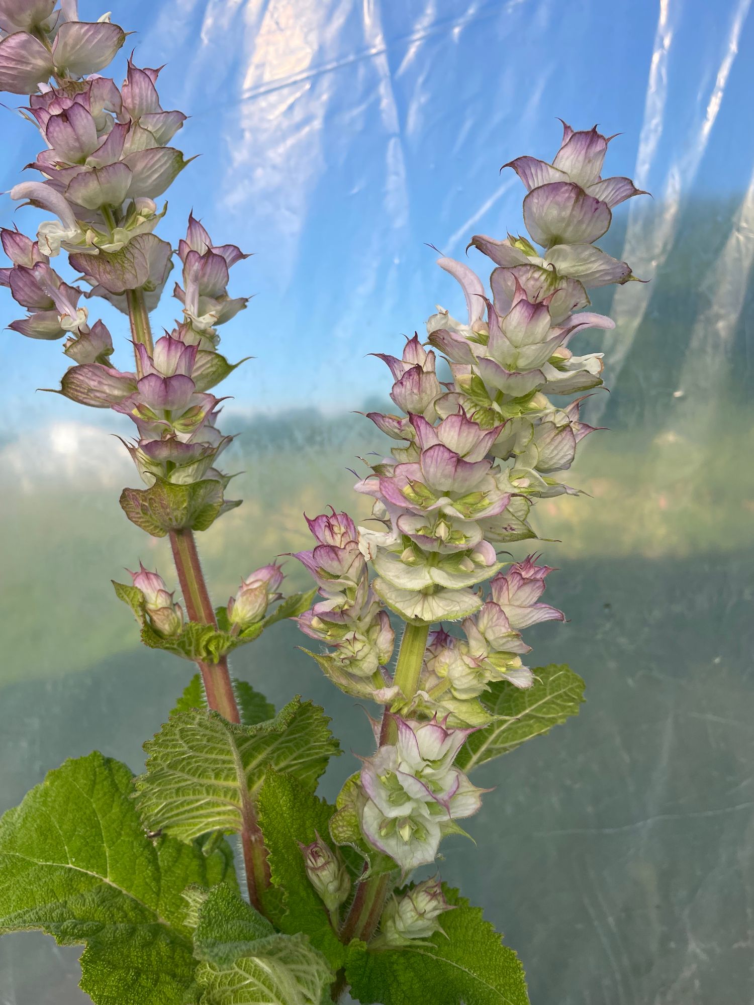 SALVIA sclarea var. turkestanica Vatican Pink