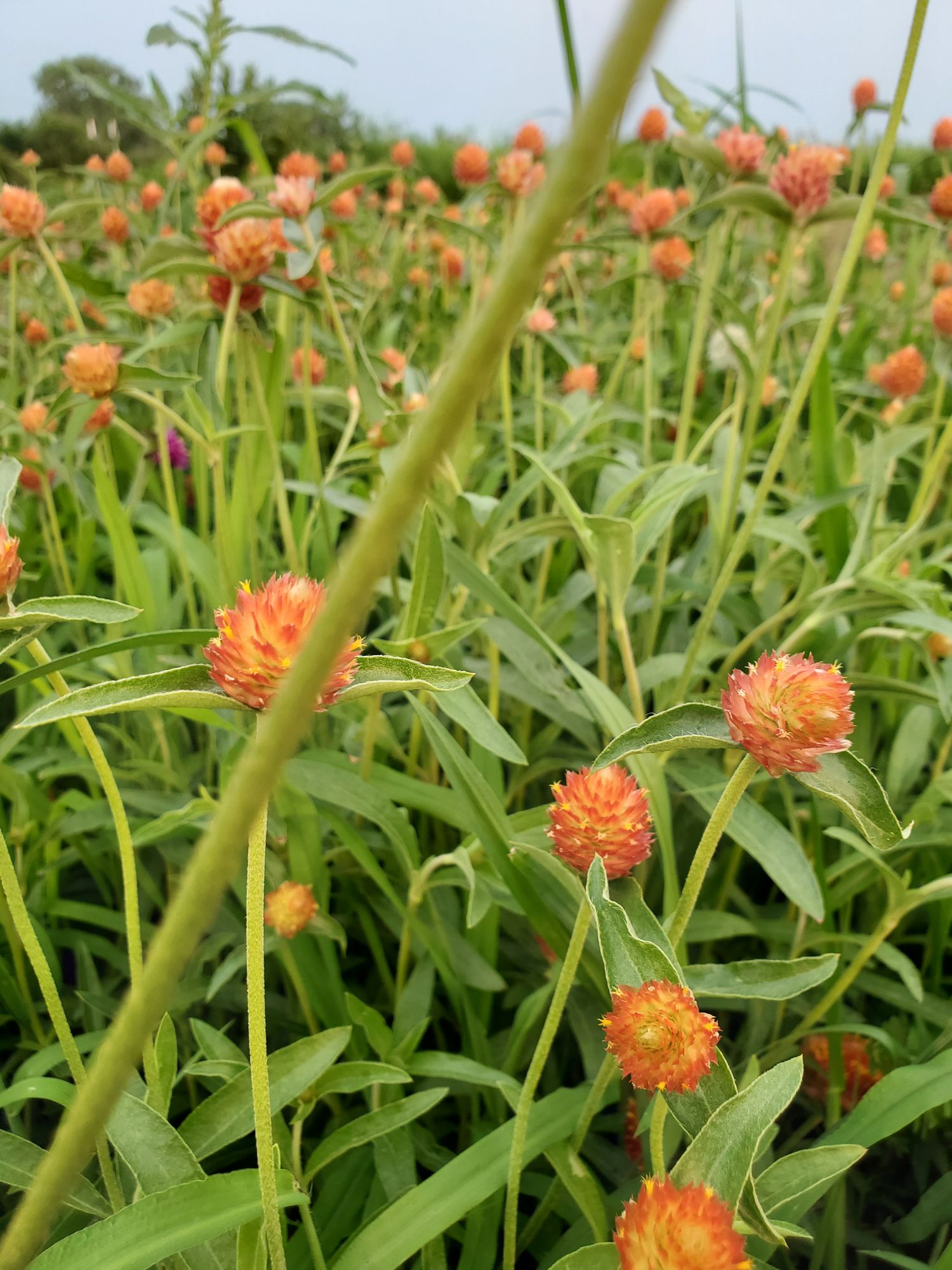 GOMPHRENA globosa