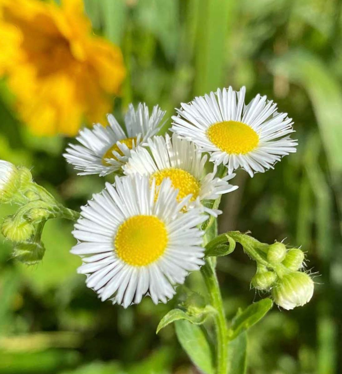 ERIGERON annuus