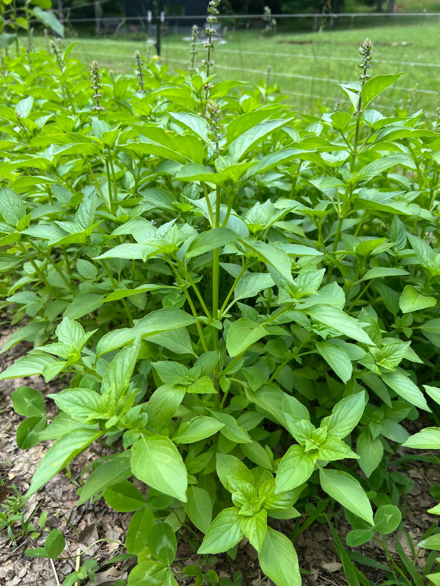 OCIMUM basilicum Citriodora