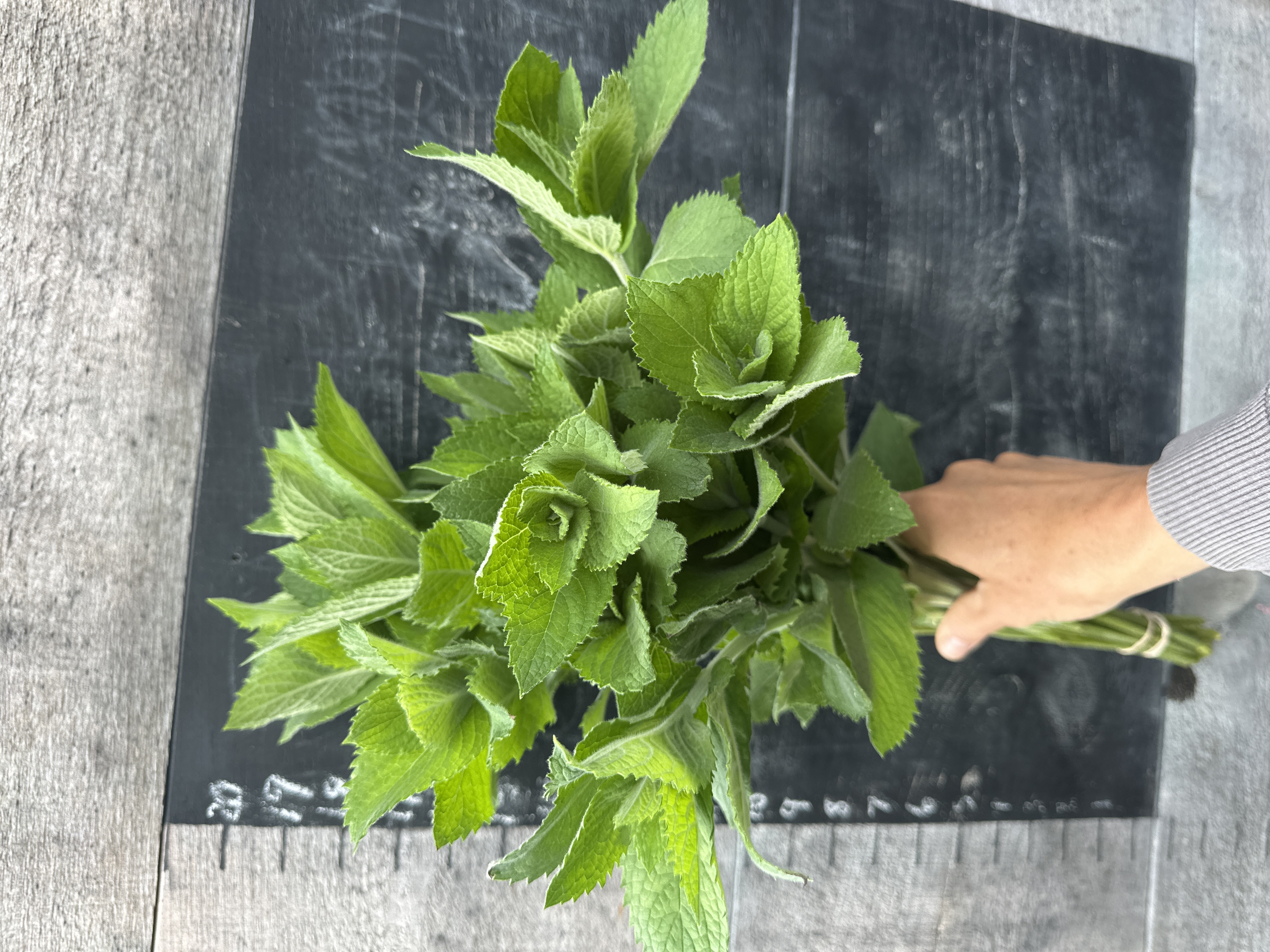 MENTHA suaveolens