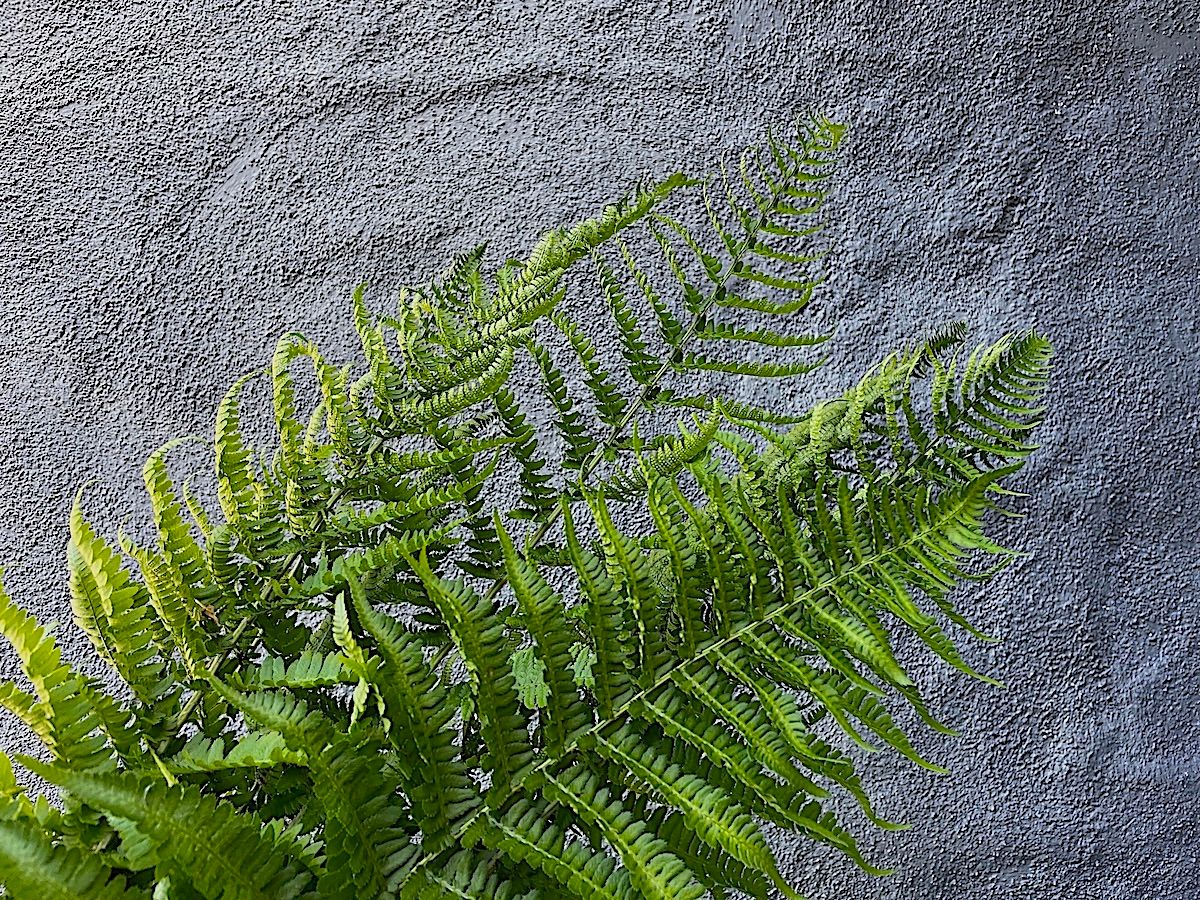 ATHYRIUM filix-femina