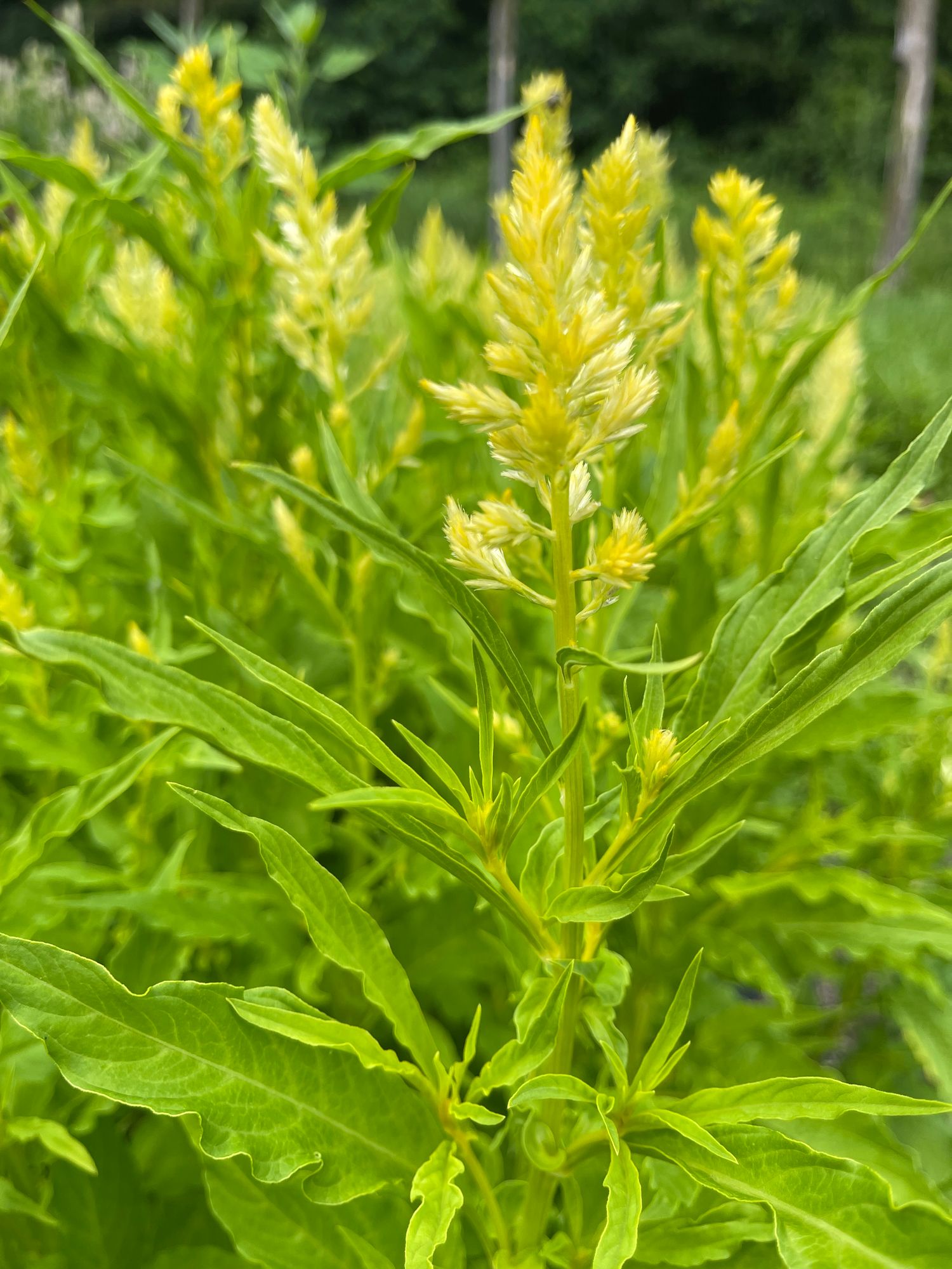 CELOSIA argentea var. plumosa Sylphid