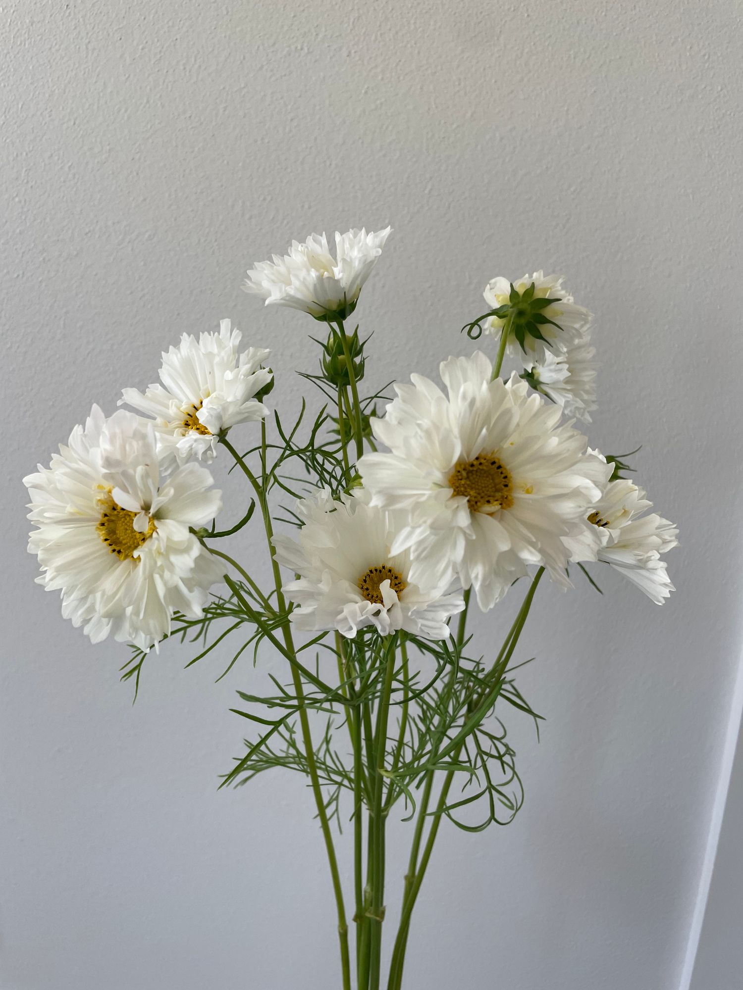 COSMOS bipinnatus Double Click