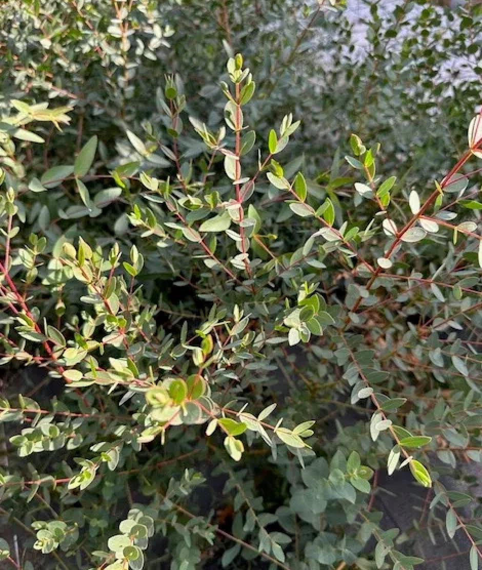 EUCALYPTUS parvula