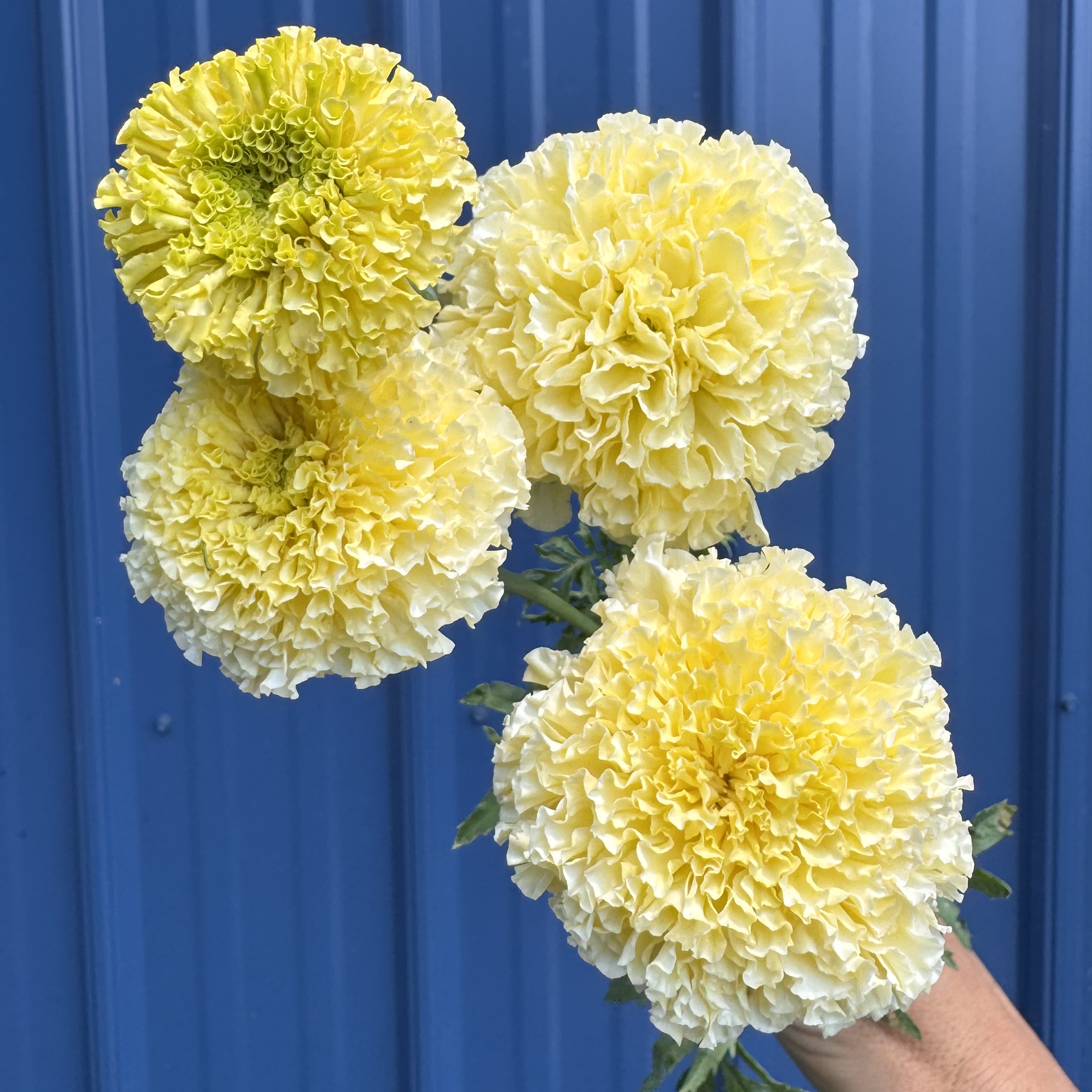 TAGETES erecta Narai Creamy Yellow