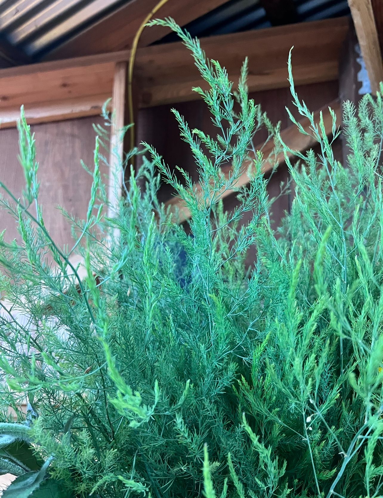 ASPARAGUS officinalis