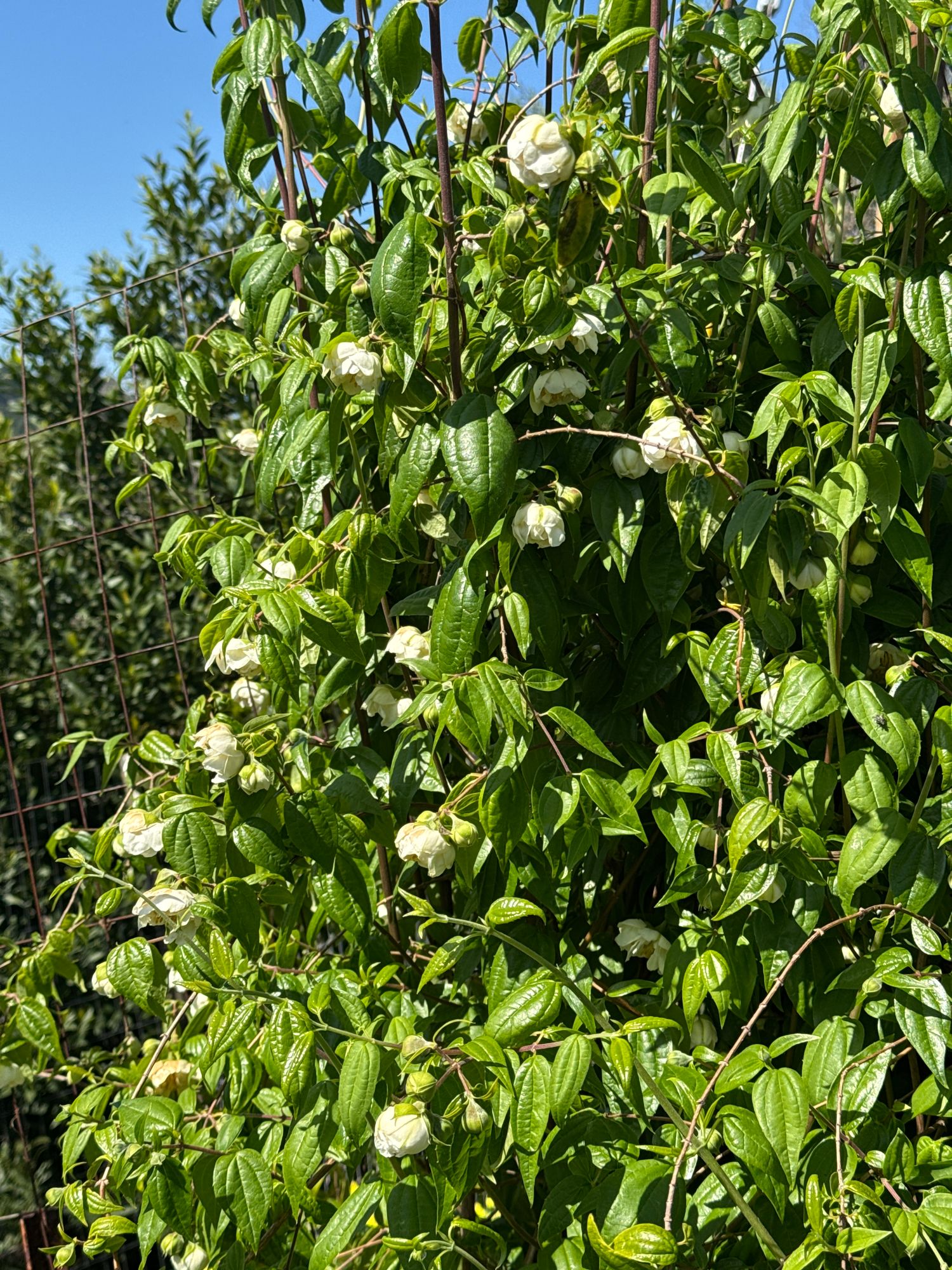 PHILADELPHUS mexicanus Flore Plena
