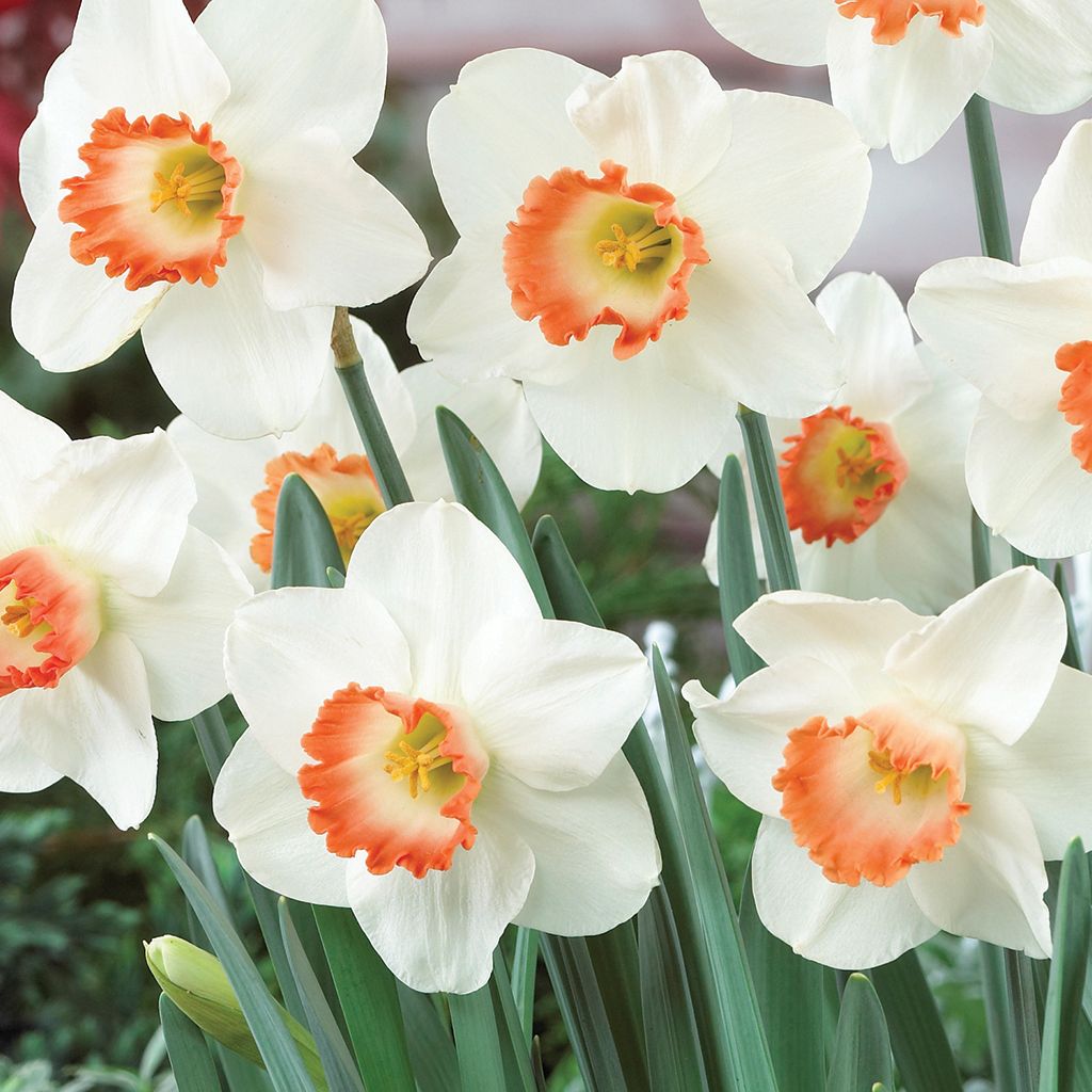 NARCISSUS Pink Charm