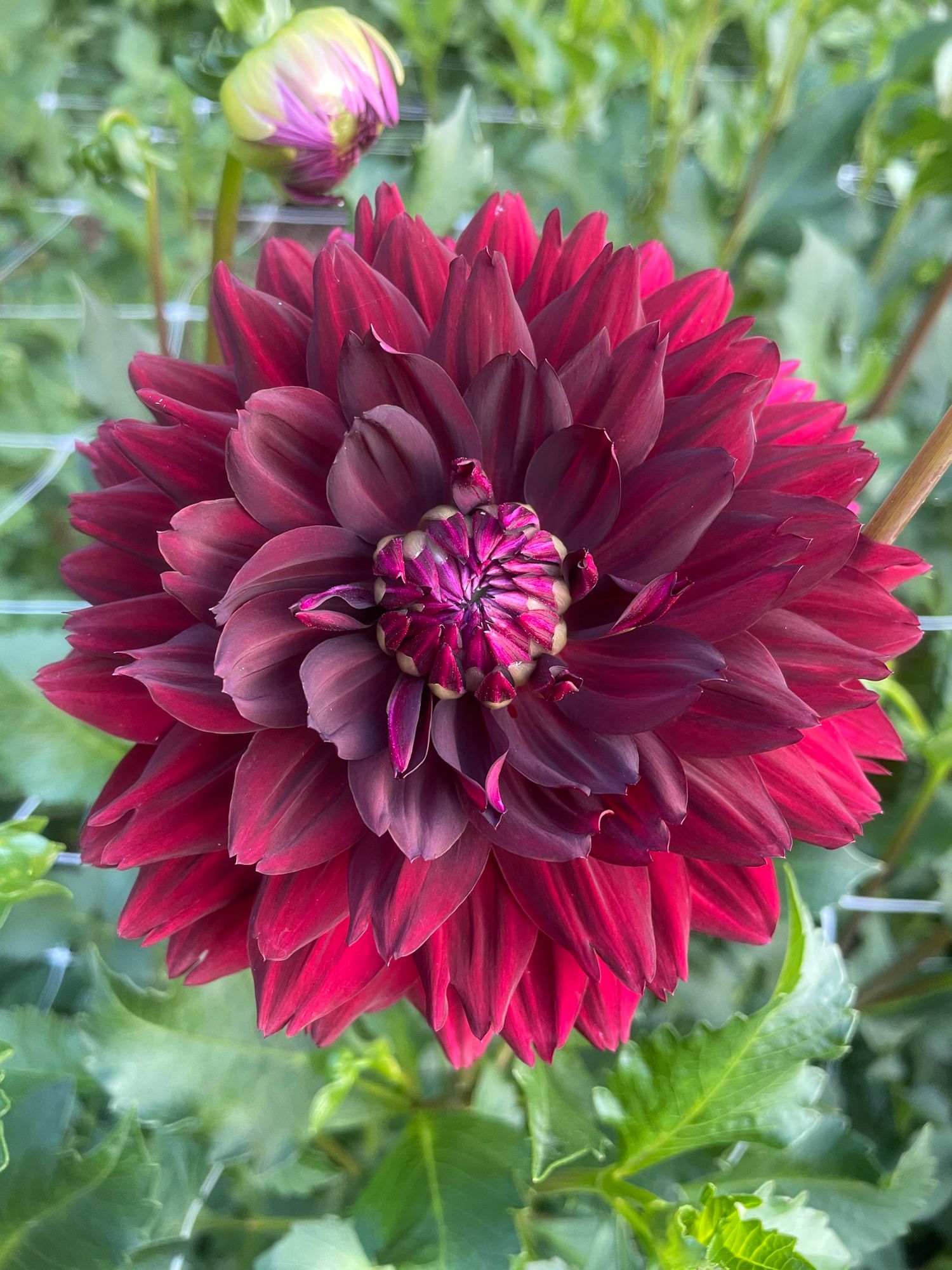 DAHLIA
