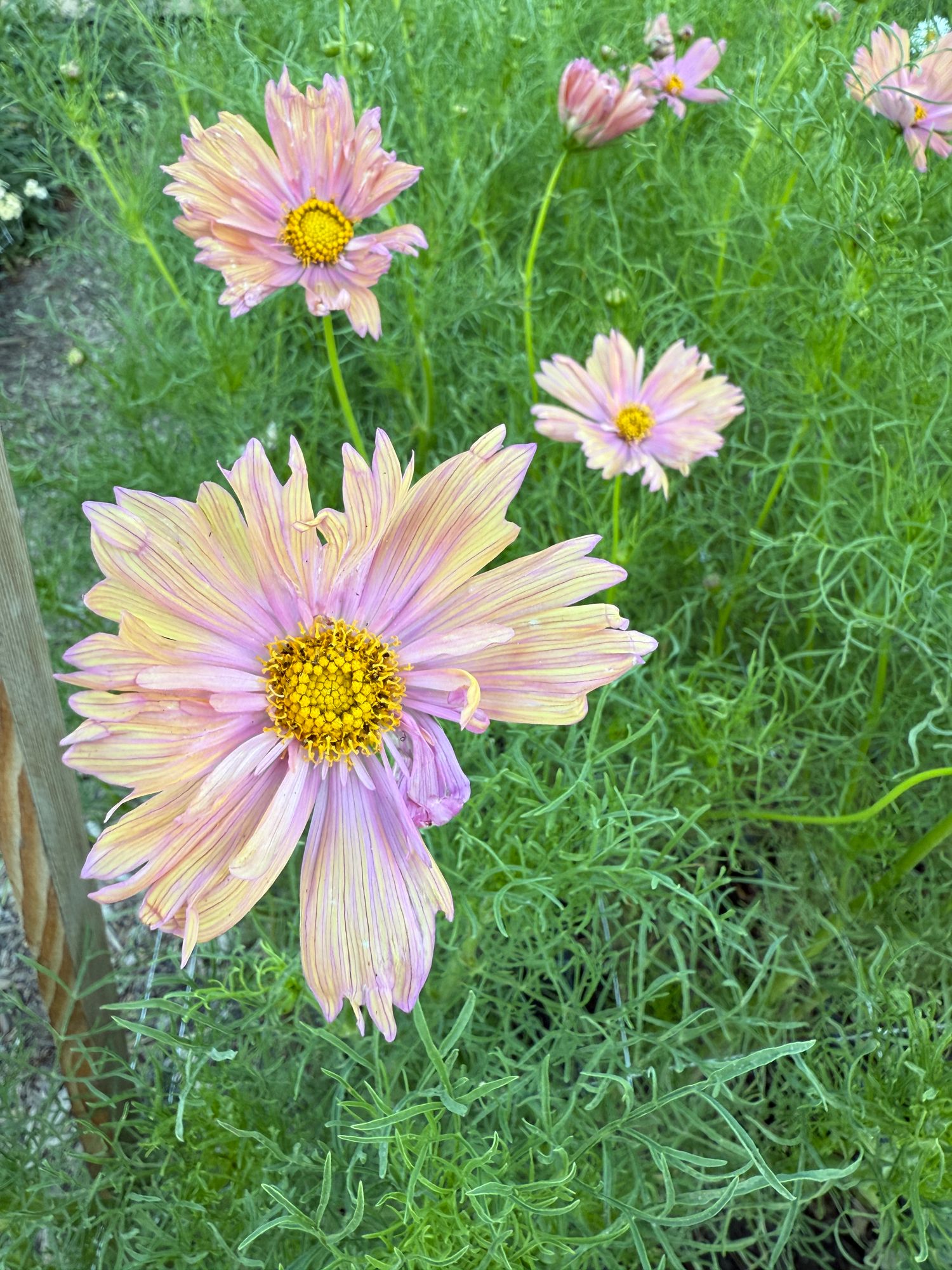 COSMOS bipinnatus Apricotta