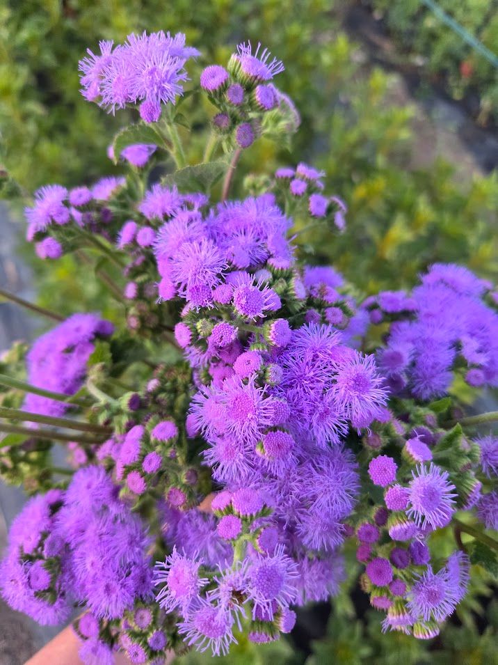 AGERATUM houstonianum Tall Blue Planet