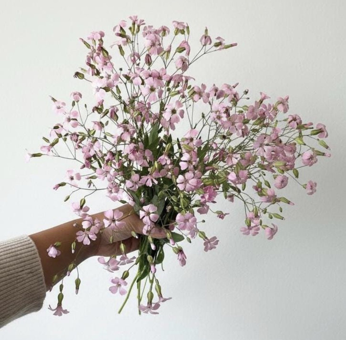 SAPONARIA officinalis
