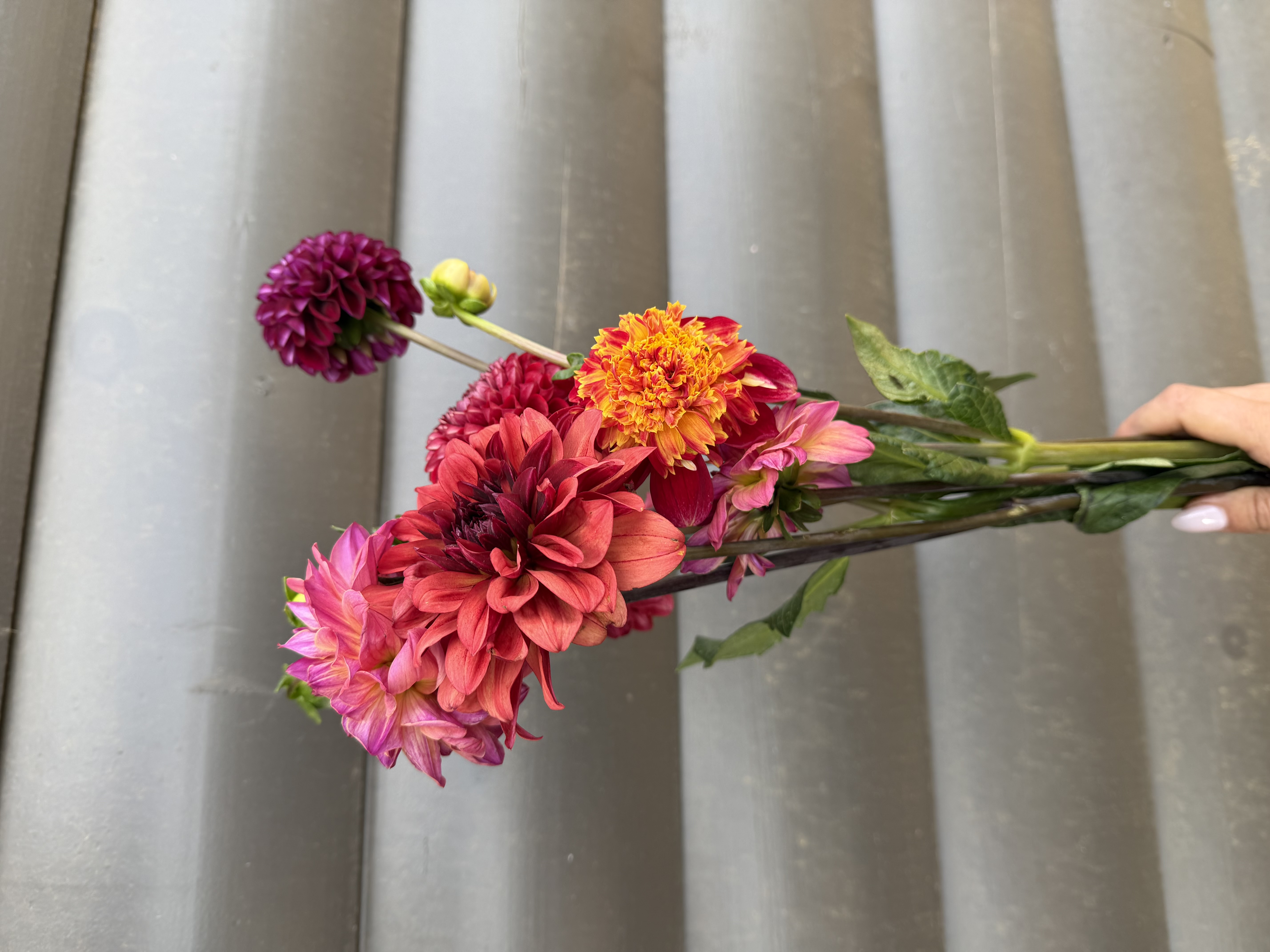 DAHLIA