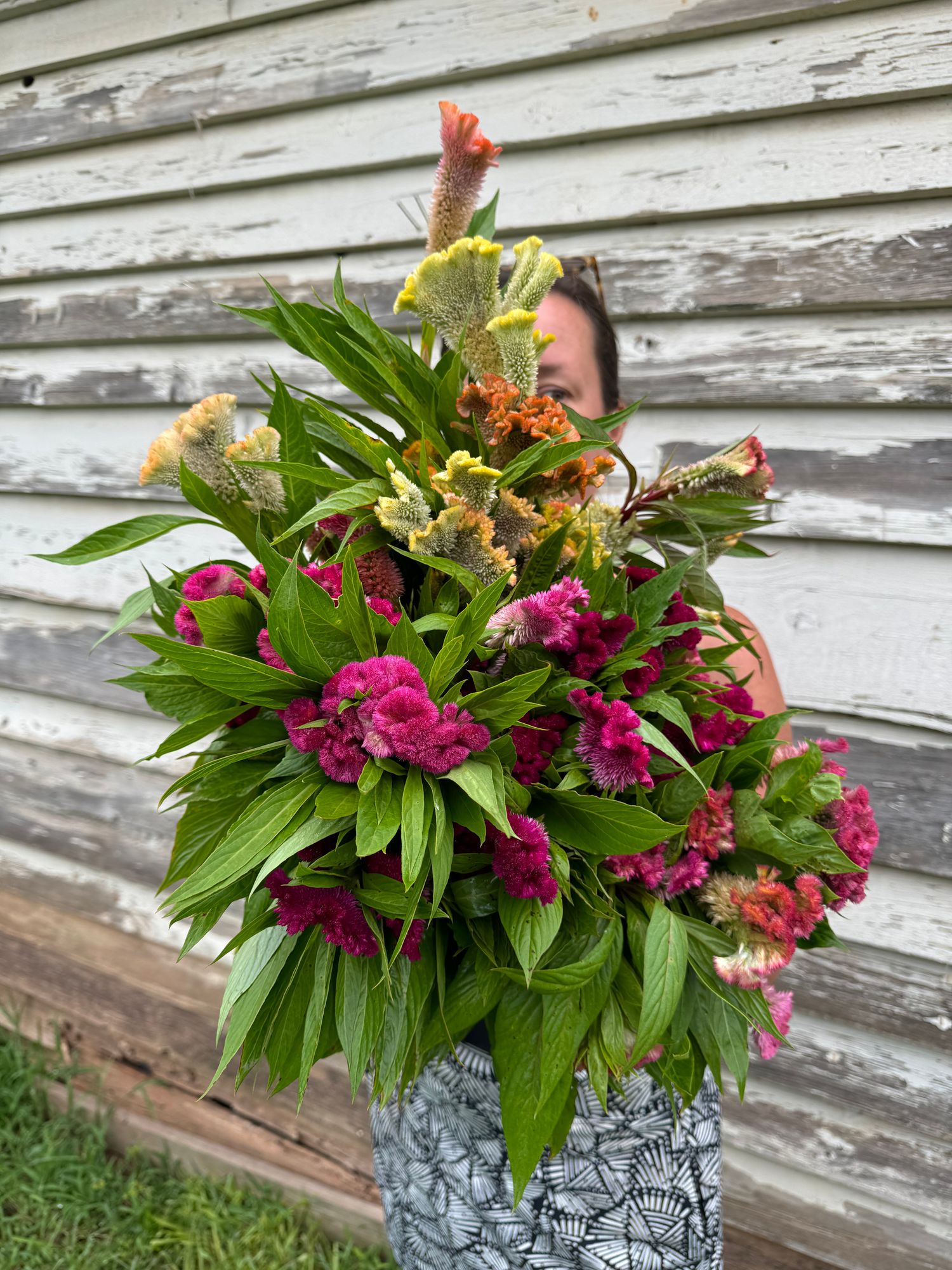 CELOSIA argentea