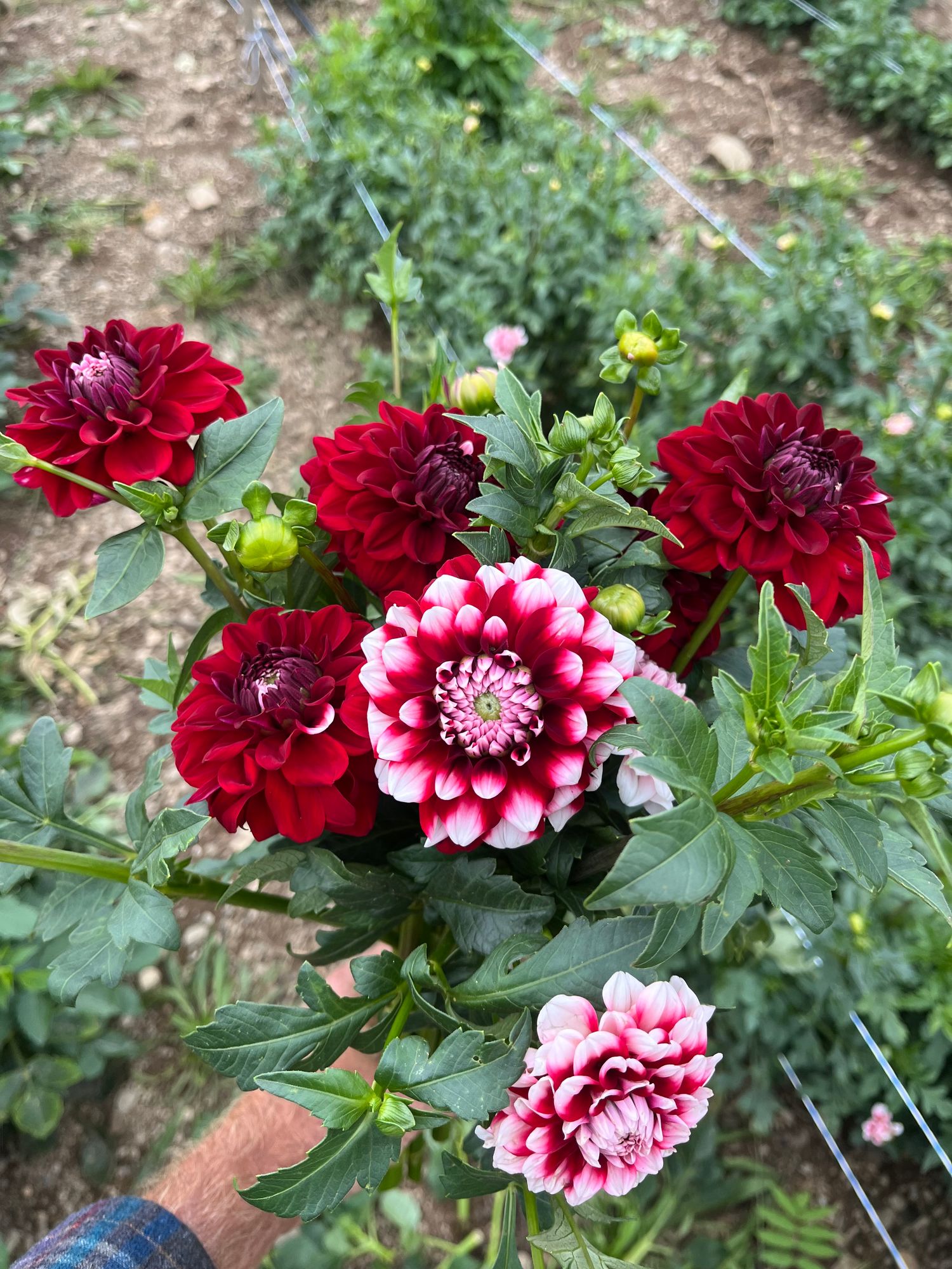 DAHLIA Decorative