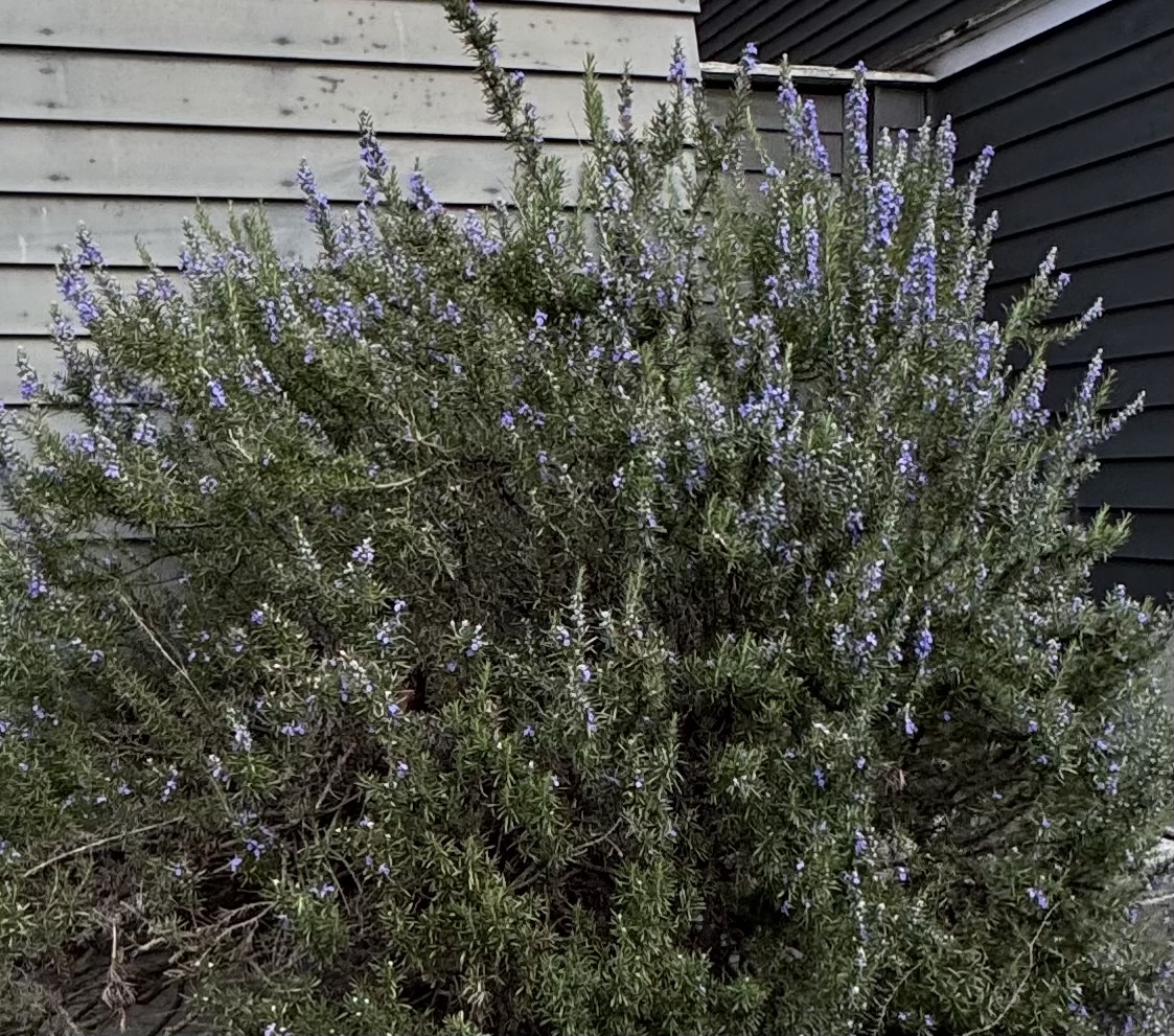 SALVIA rosmarinus