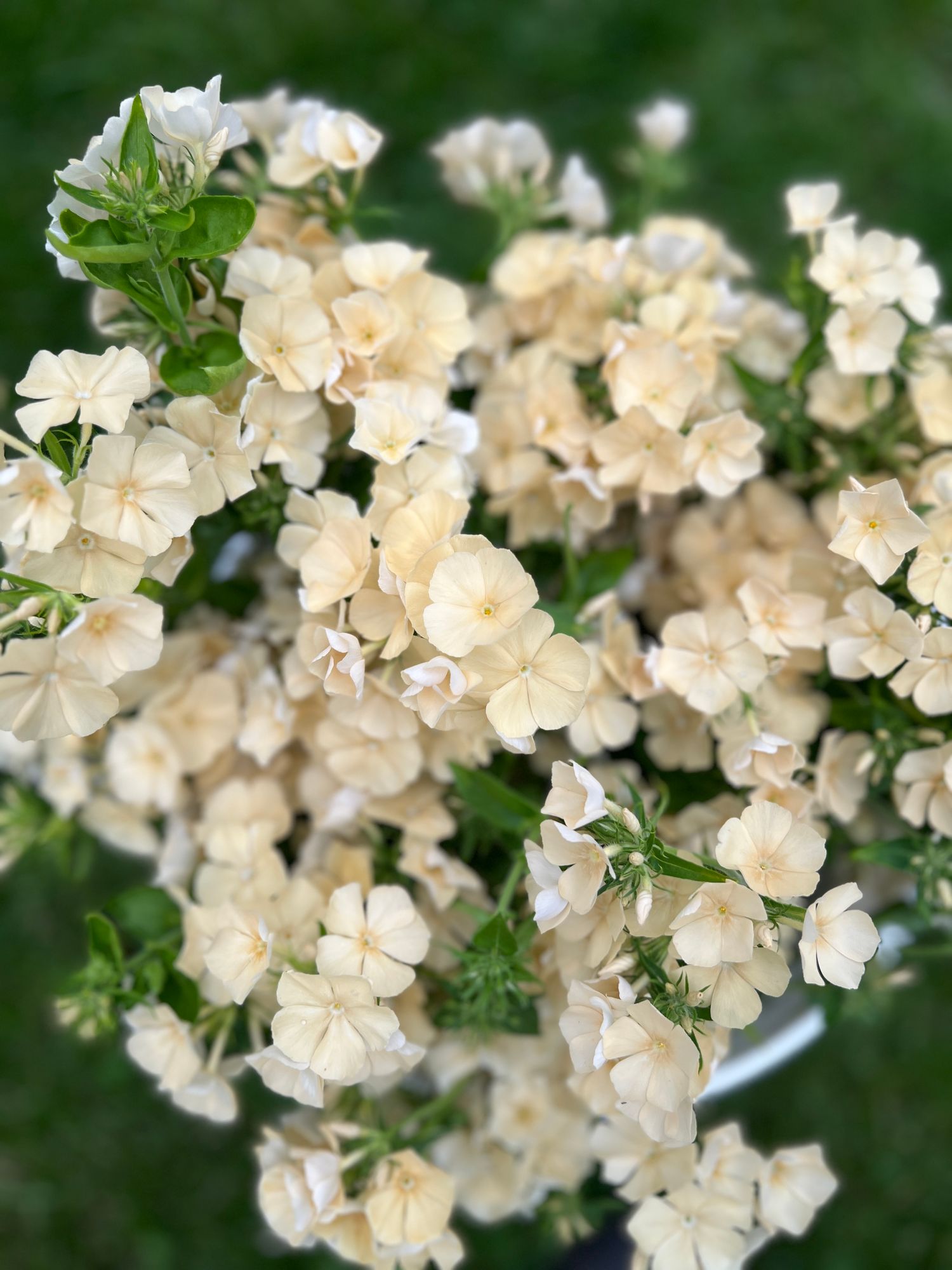 PHLOX drummondii Isabellina