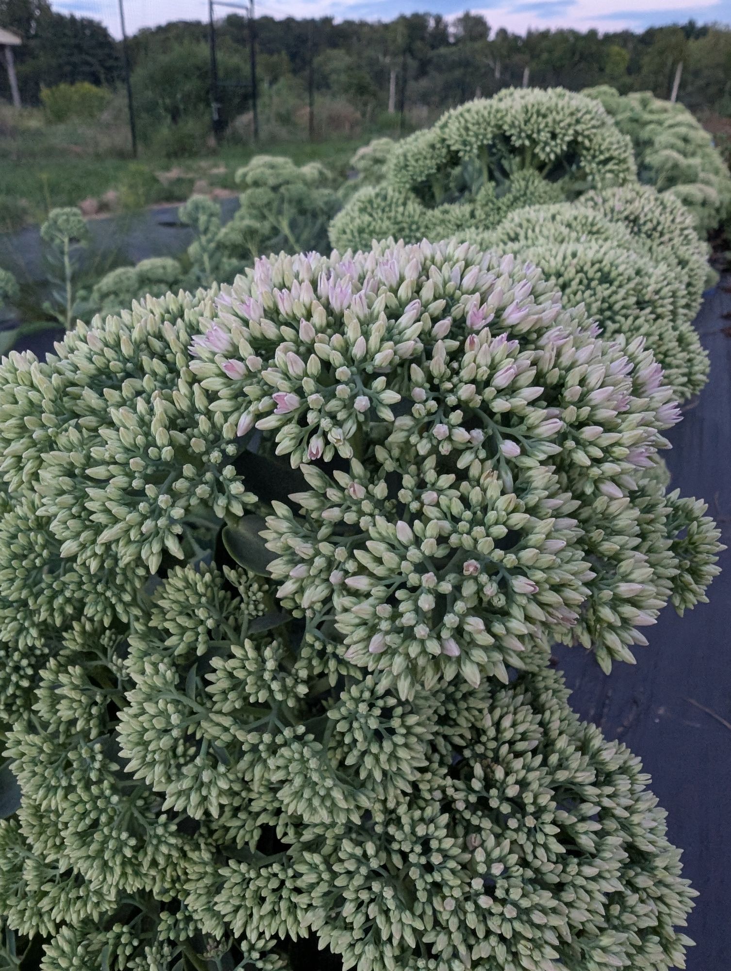 HYLOTELEPHIUM spectabile Autumn Joy