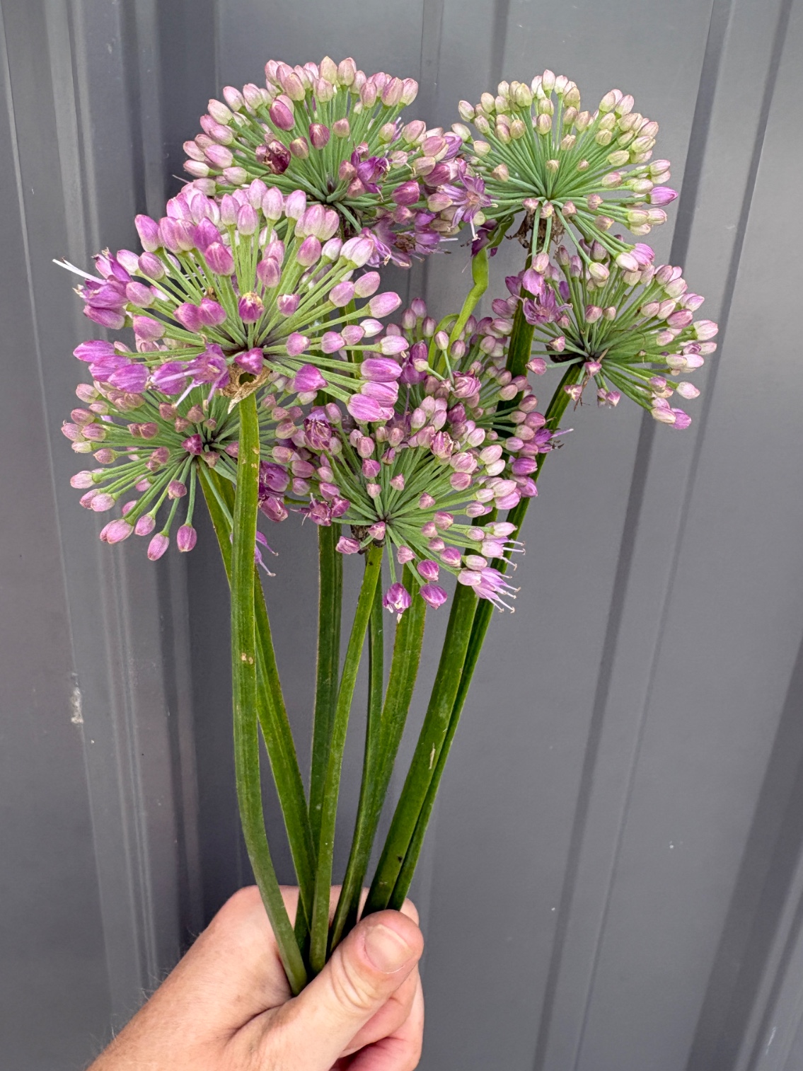 ALLIUM x Lavender Bubbles