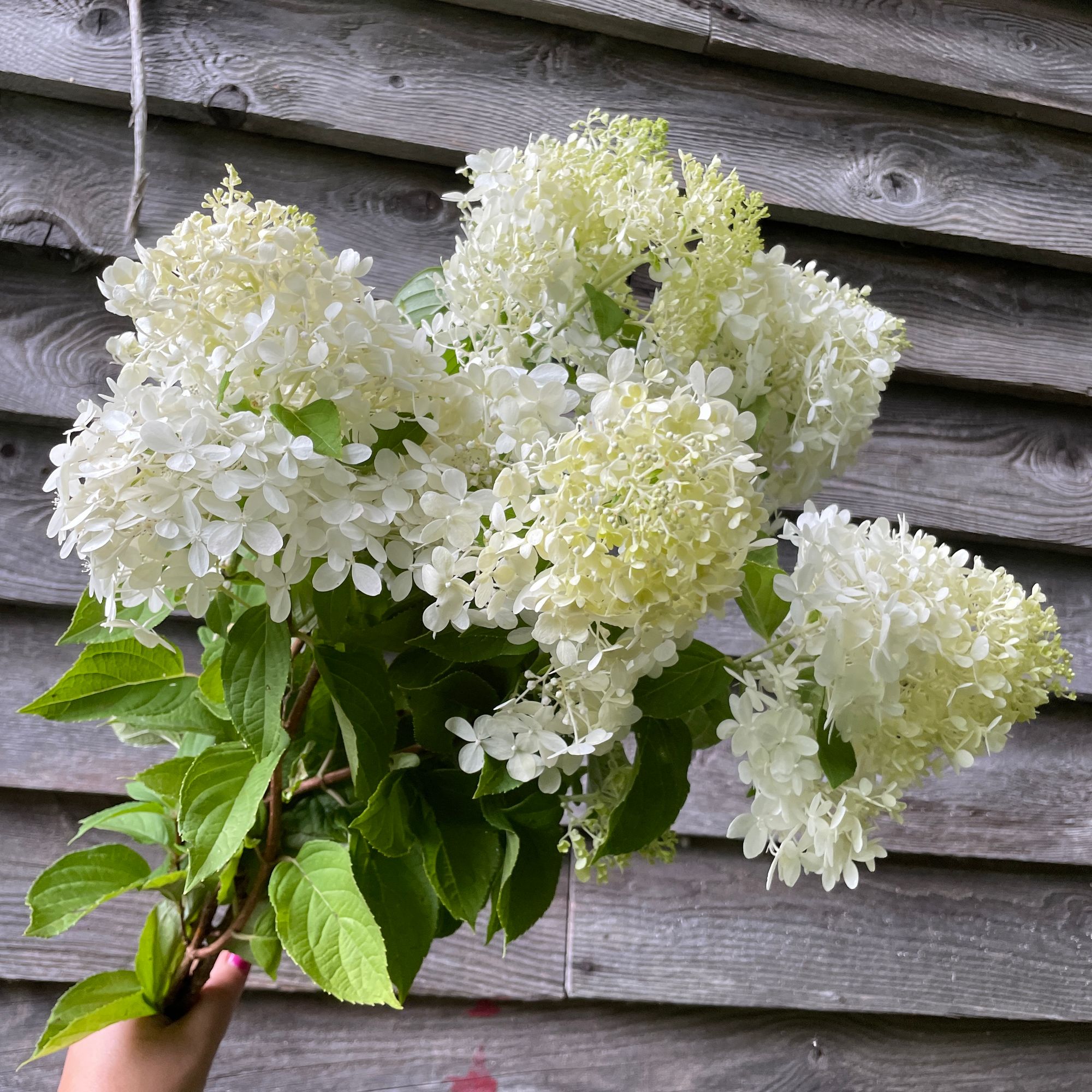 HYDRANGEA paniculata Limelight