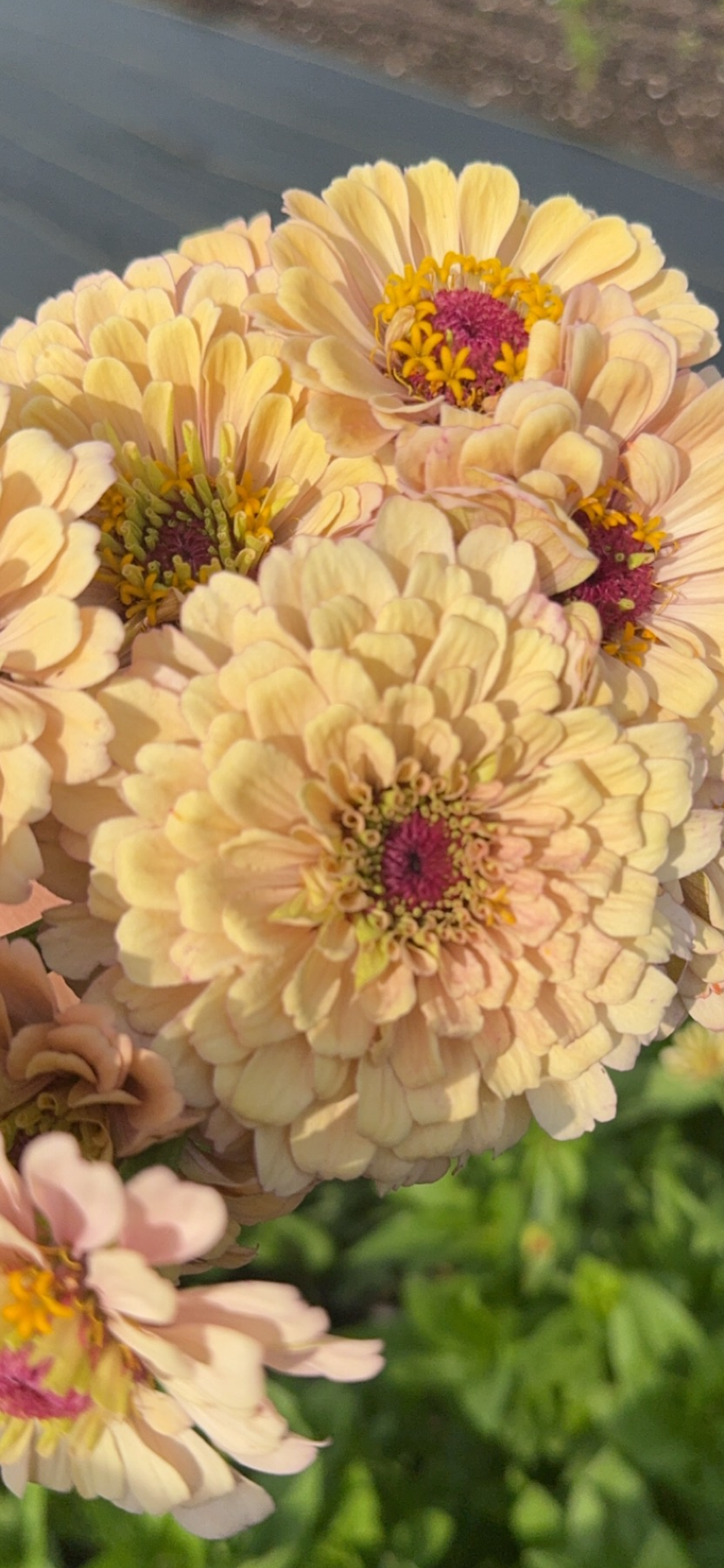 ZINNIA elegans Alpenglow