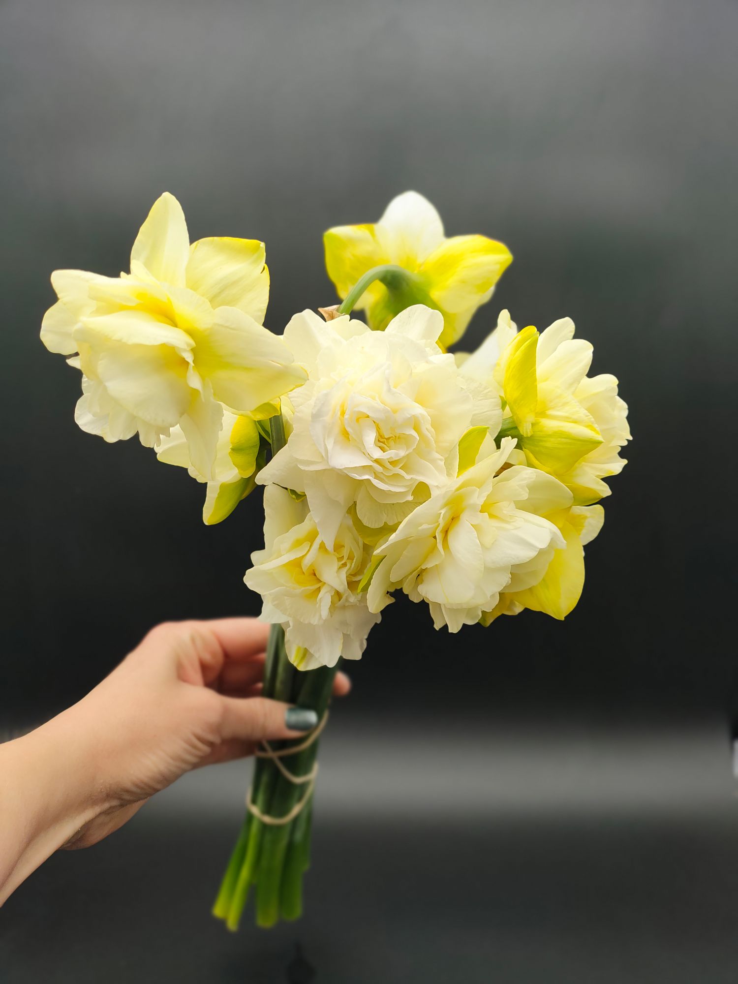 NARCISSUS Obdam