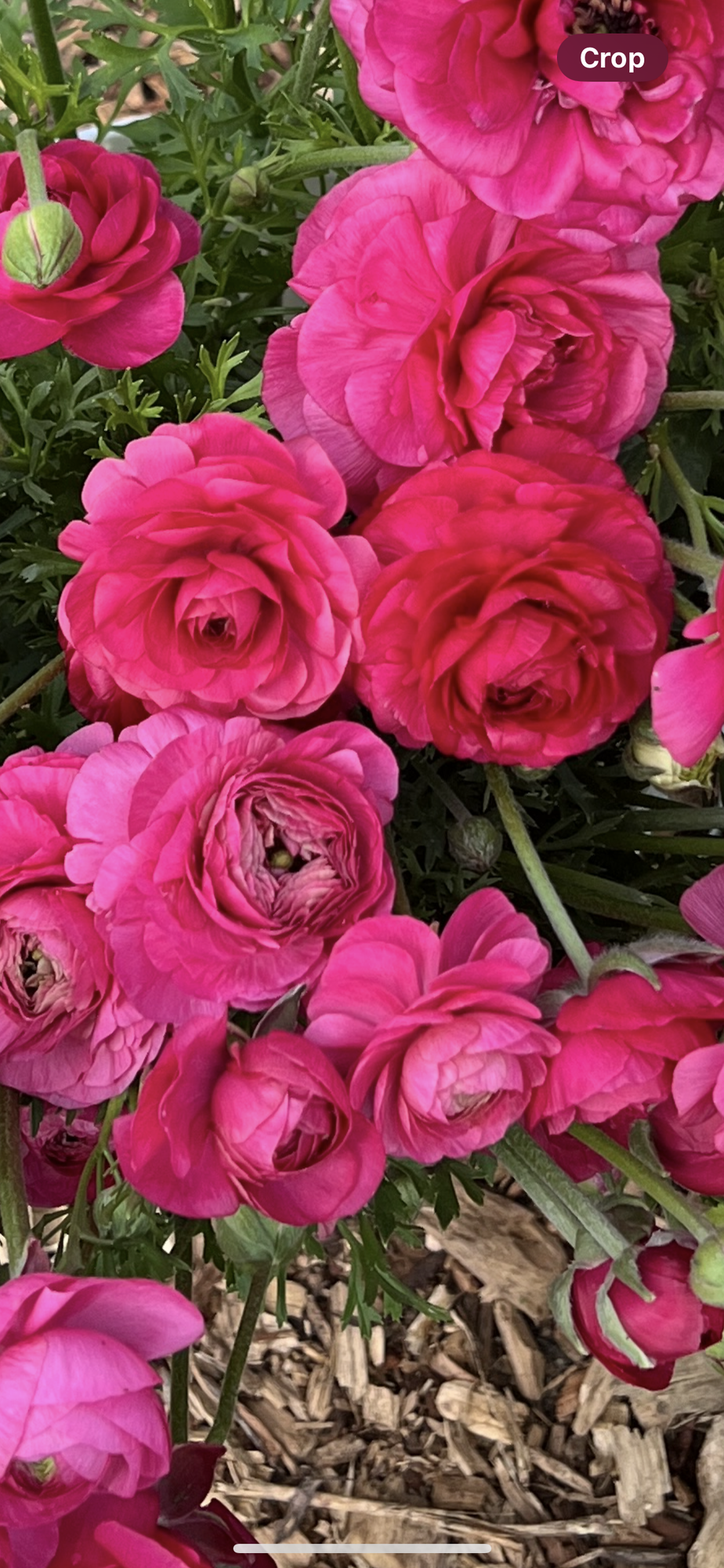 RANUNCULUS Tecolote Rose