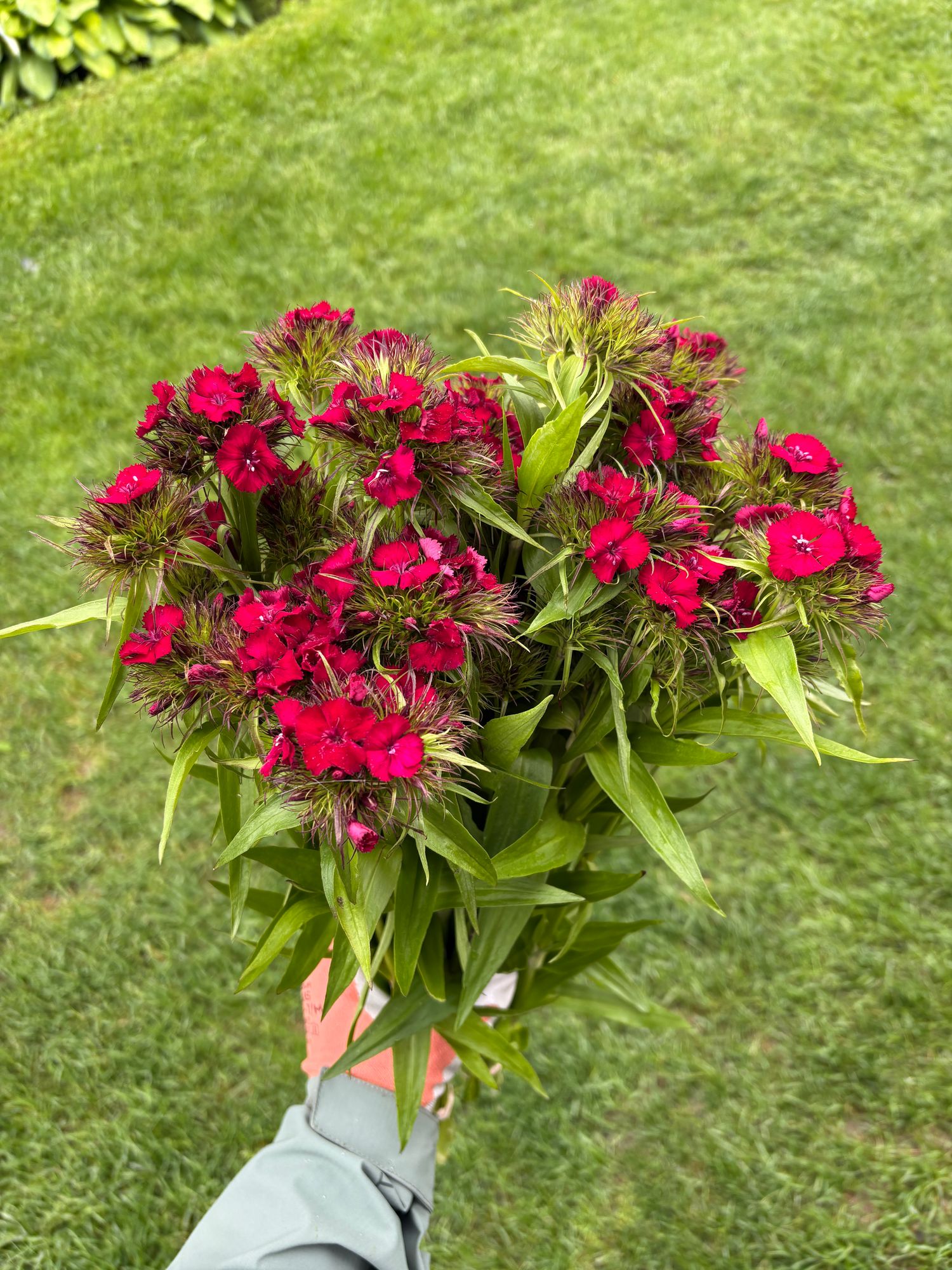 DIANTHUS barbatus Amazon