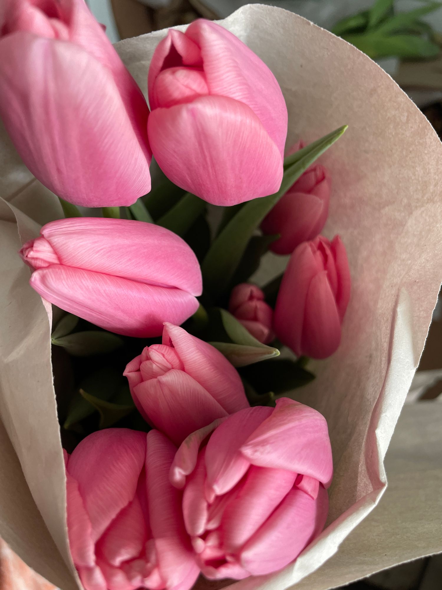 TULIPA