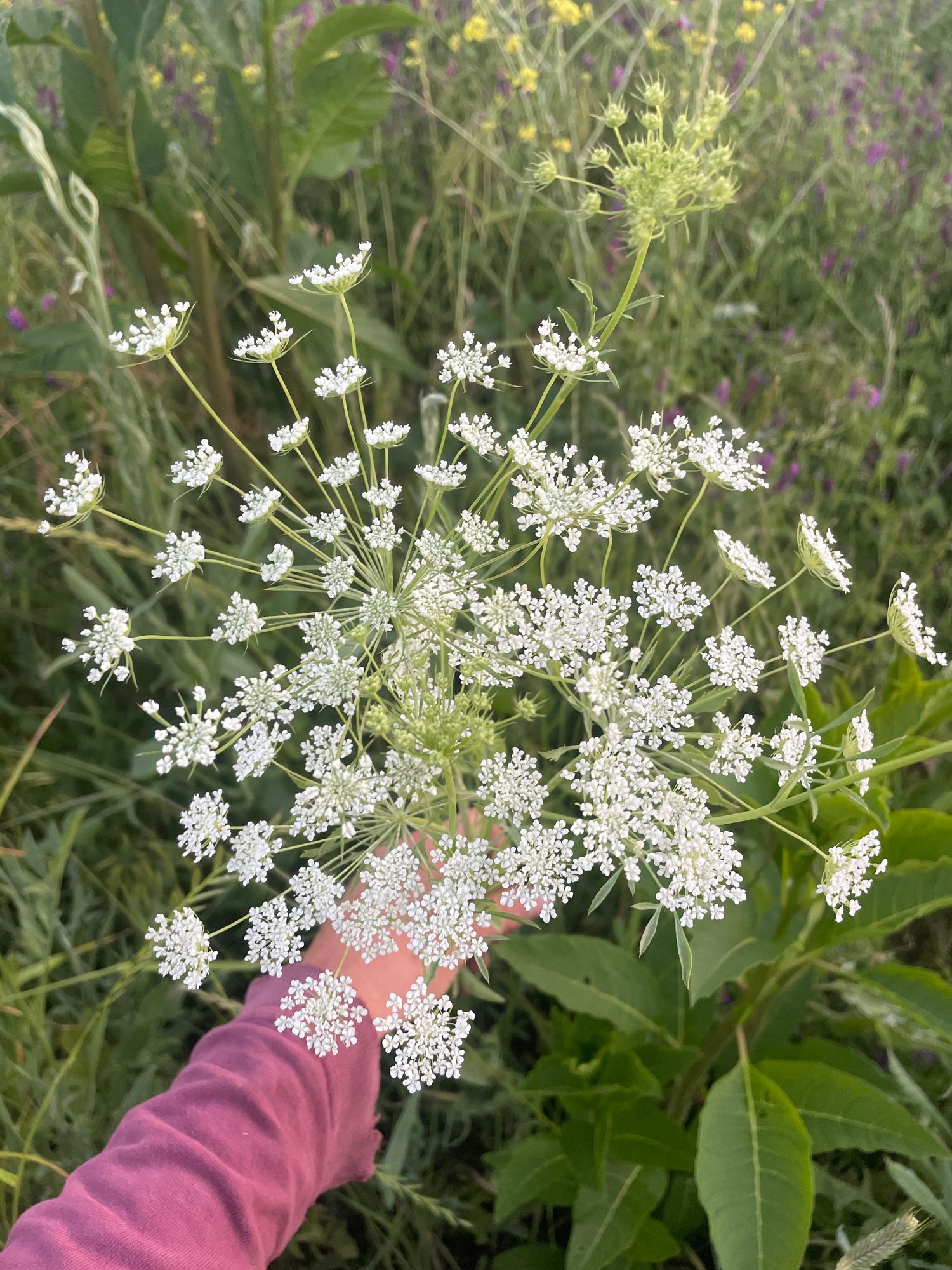 AMMI majus White Dill
